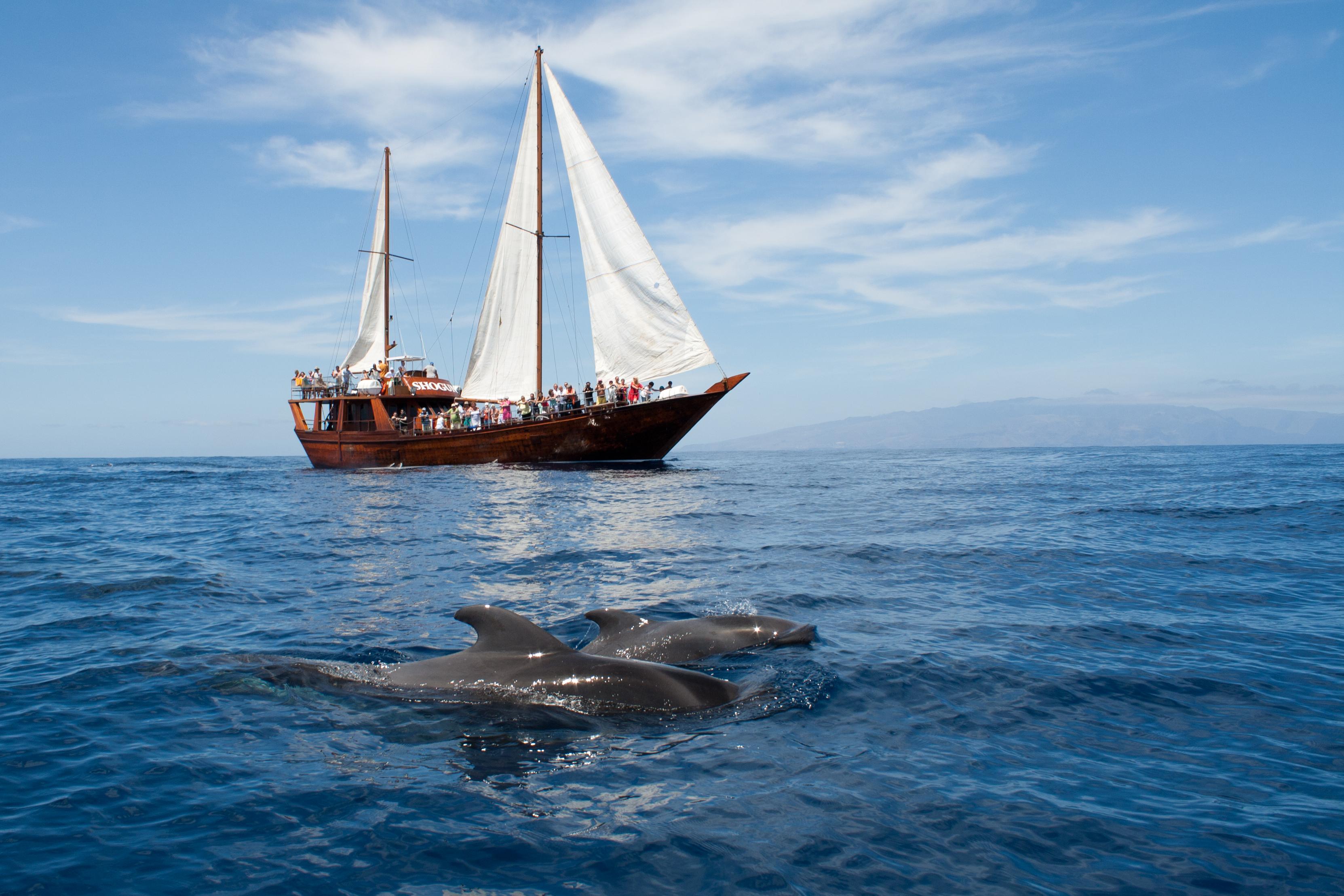 Costa Adeje Eco-Friendly Whale & Dolphin Sailing Cruise with Swim
