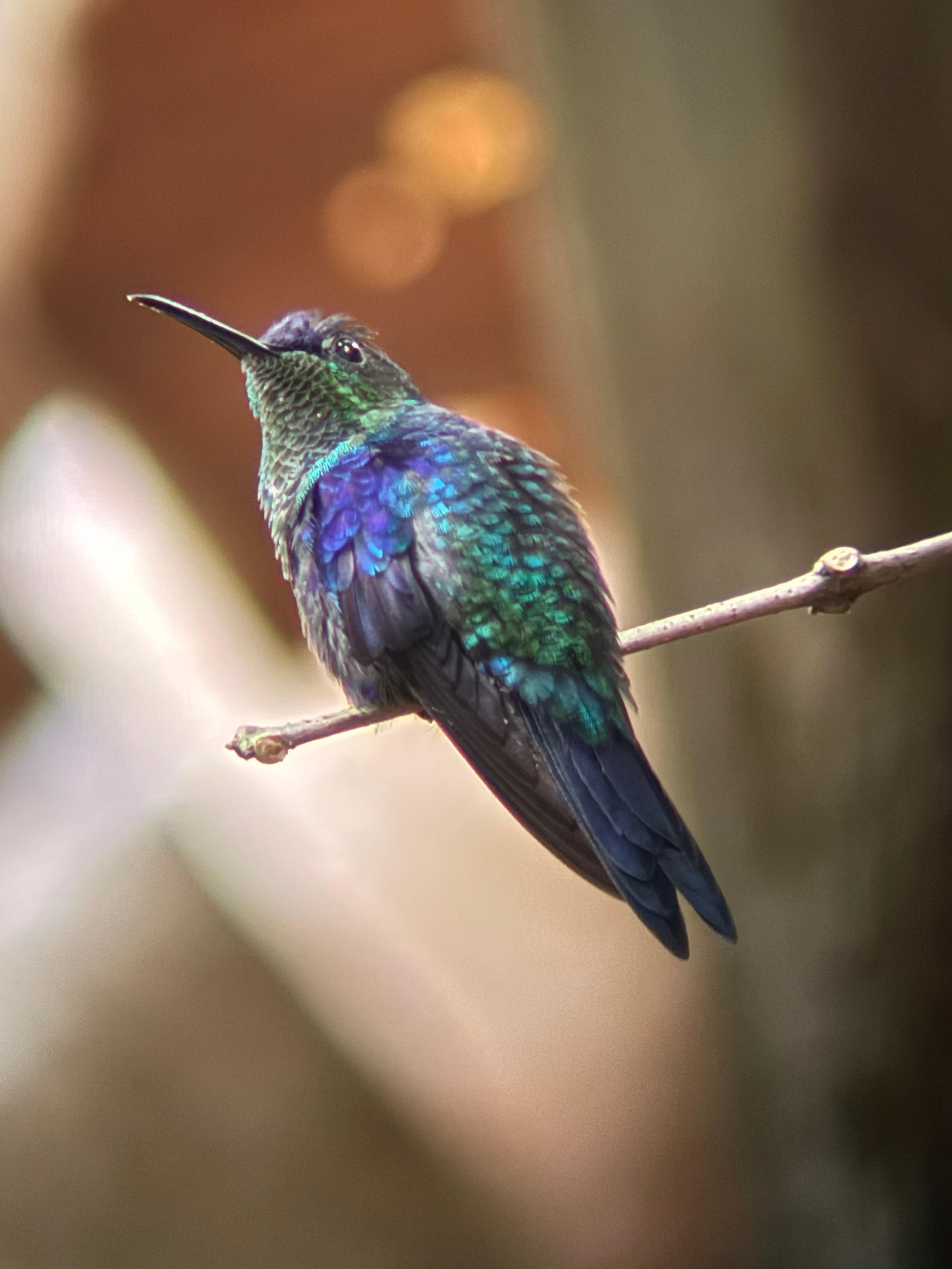Manuel Antonio National Park: Wildlife Guided Tour with Entrance Fee