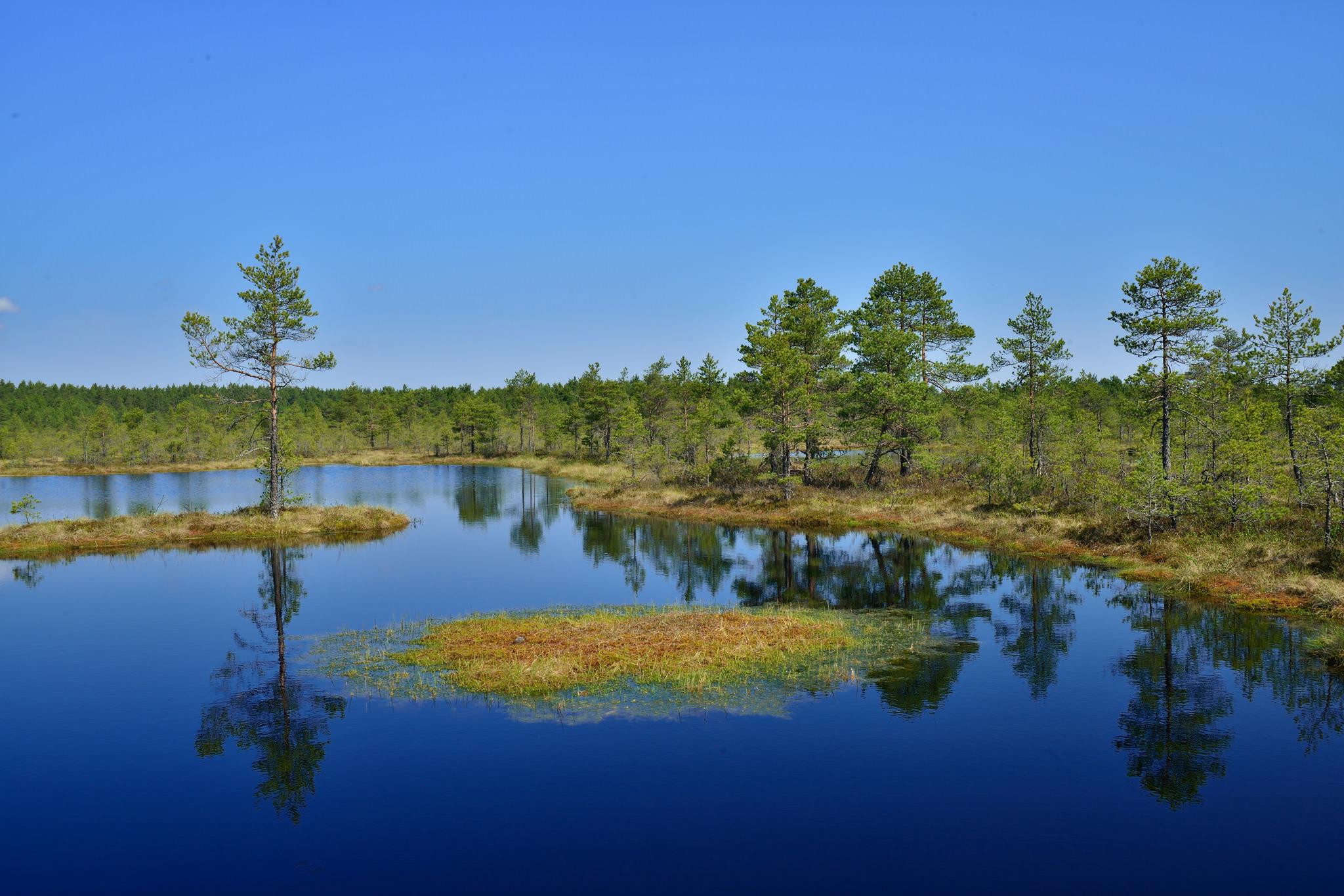 From Tallinn: Jägala Waterfall and Bog Walk Tour
