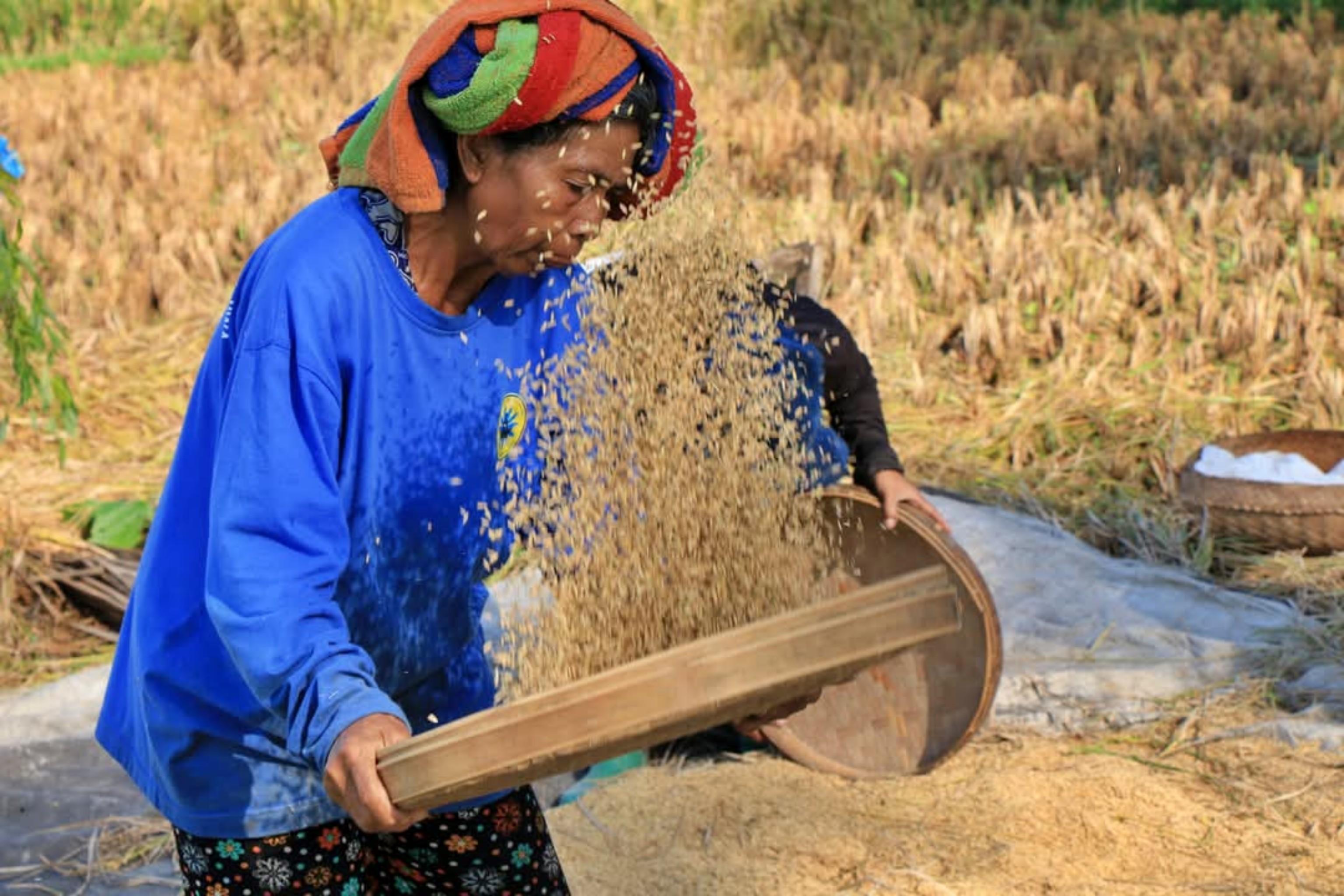 Ubud Cultural Discovery: Sacred Springs, Rice Terraces & Waterfalls