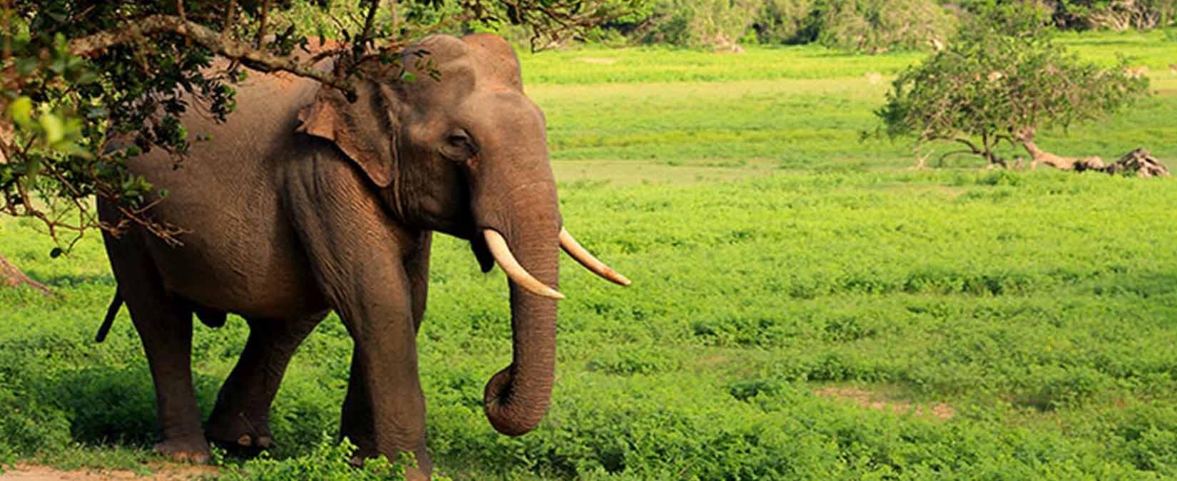 Yala National Park Safari Expedition