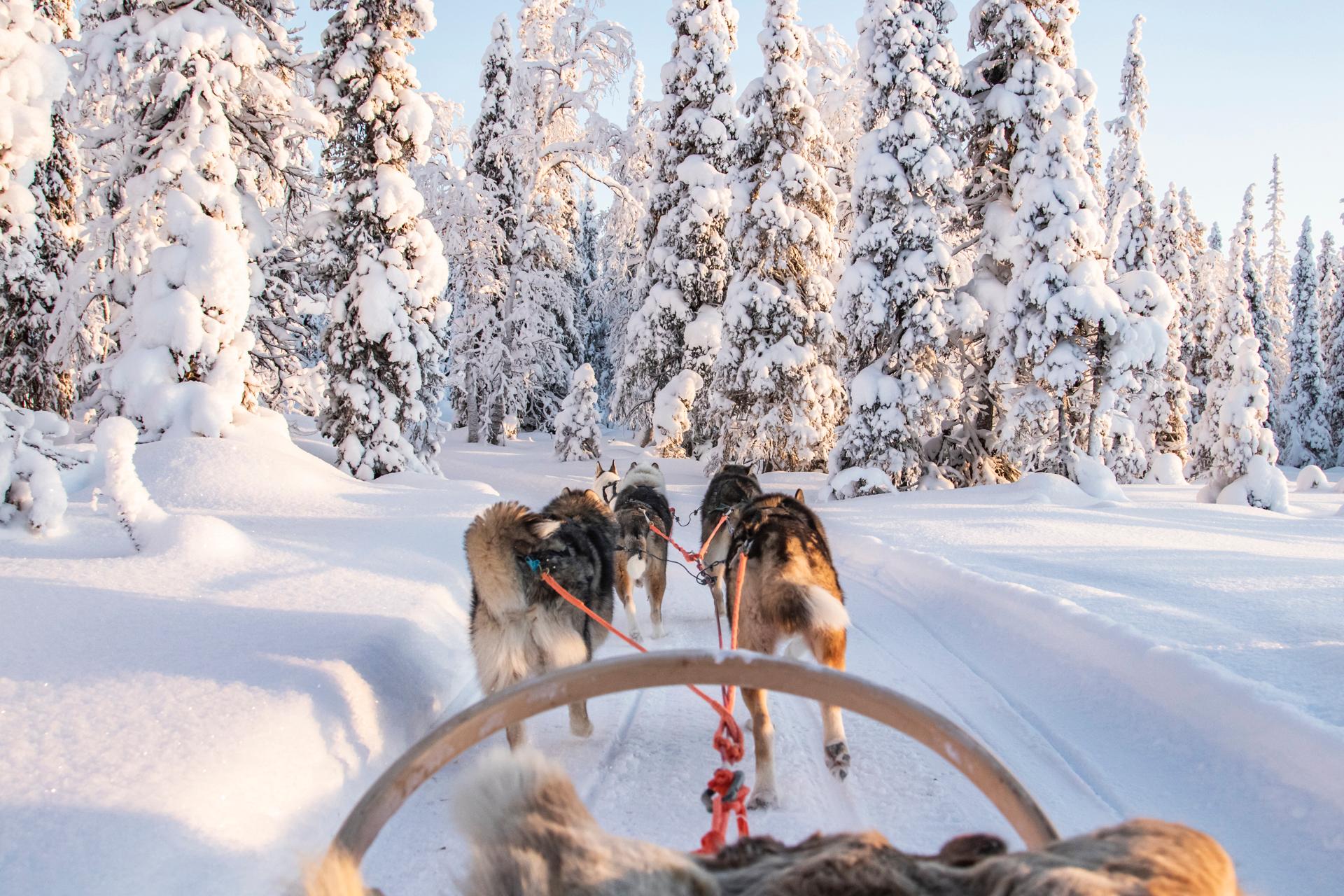Winter Adventure Park: Husky & Reindeer Sleds in Ruka