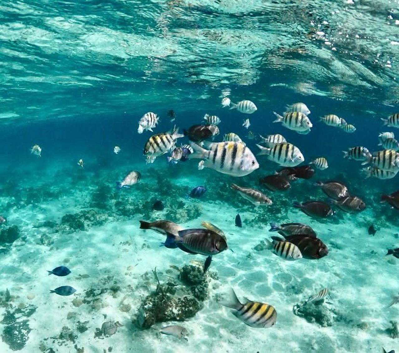 Nassau Powerboat Adventure: Snorkeling, Turtles & Private Beach Club