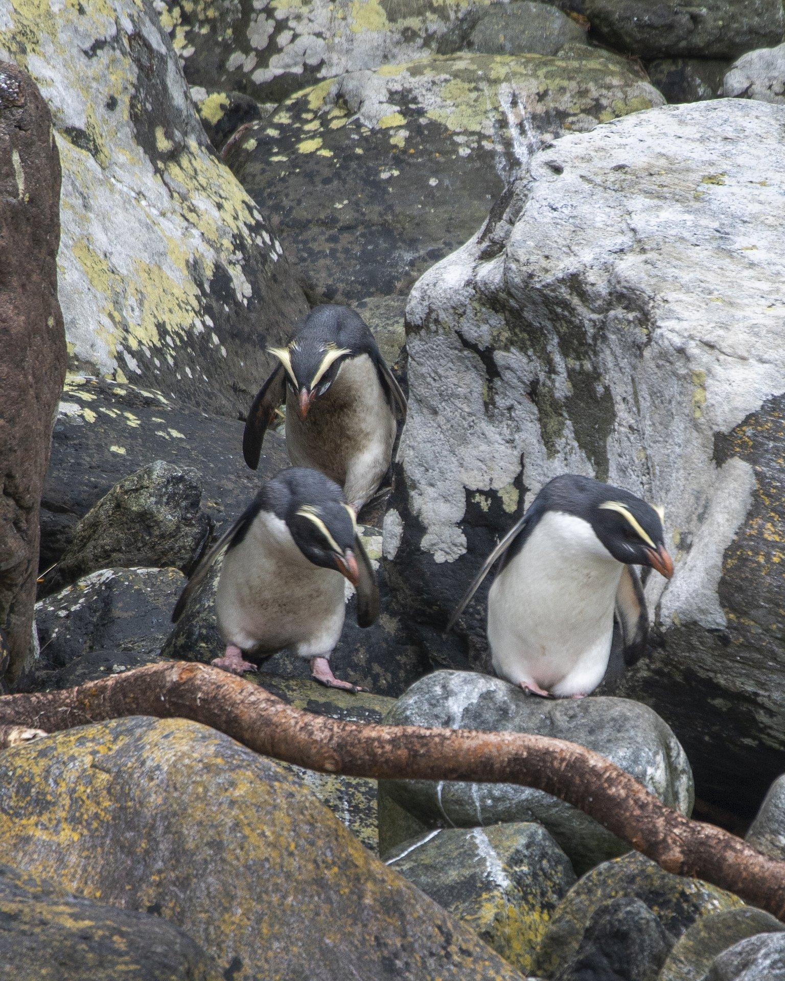 From Queenstown: Milford Sound Cruise and Coach Day Tour