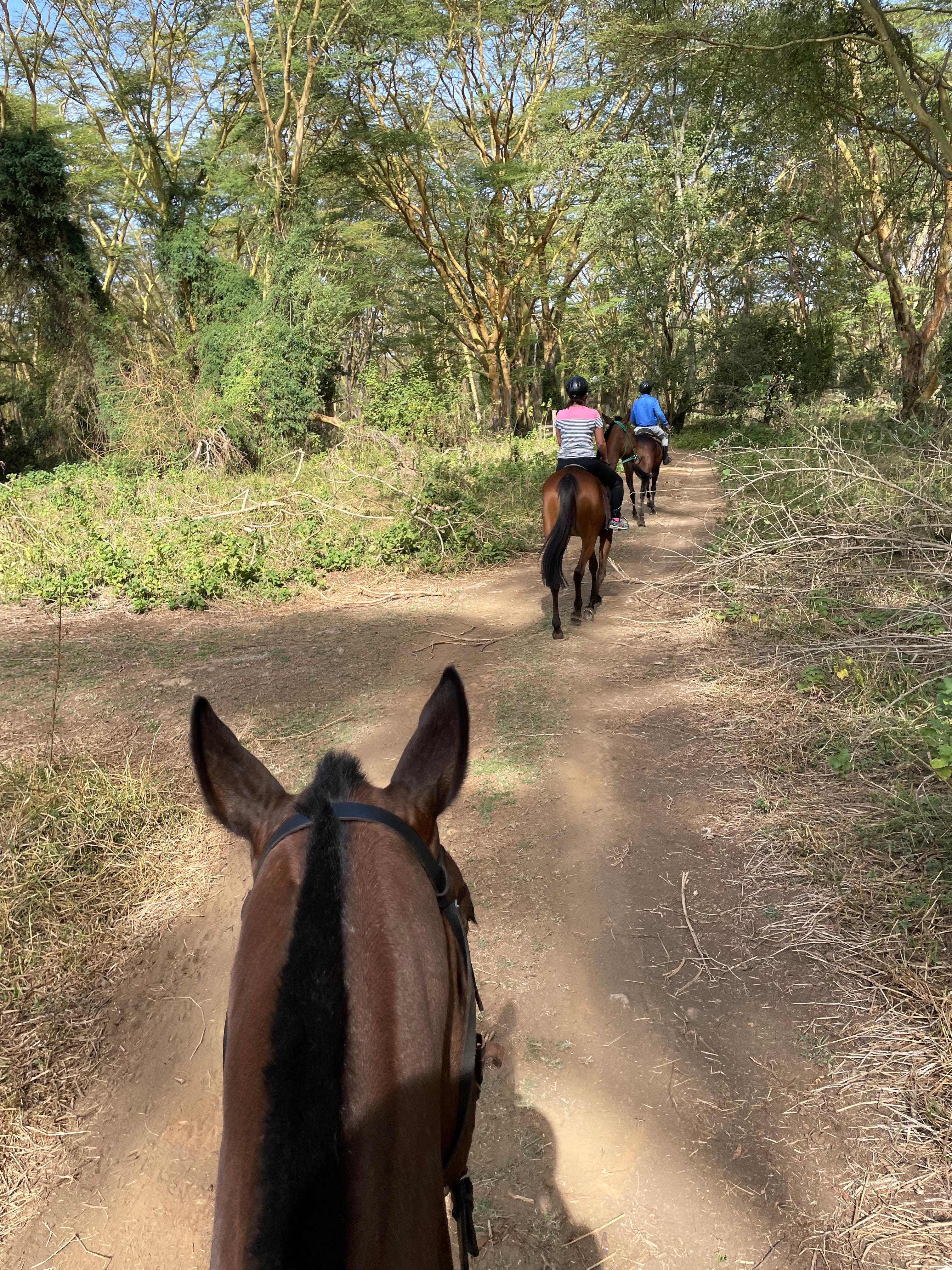 Karura Forest Horseback Adventure
