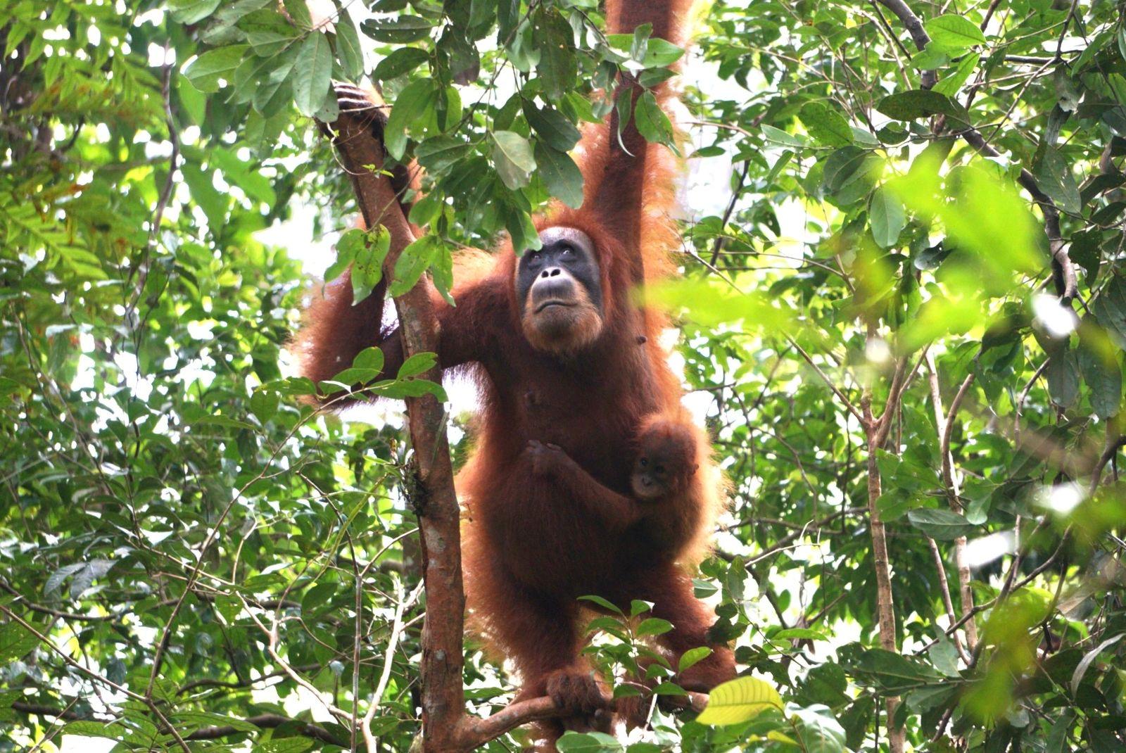 3-Day Bukit Lawang Jungle Trek with River Camp & Tubing