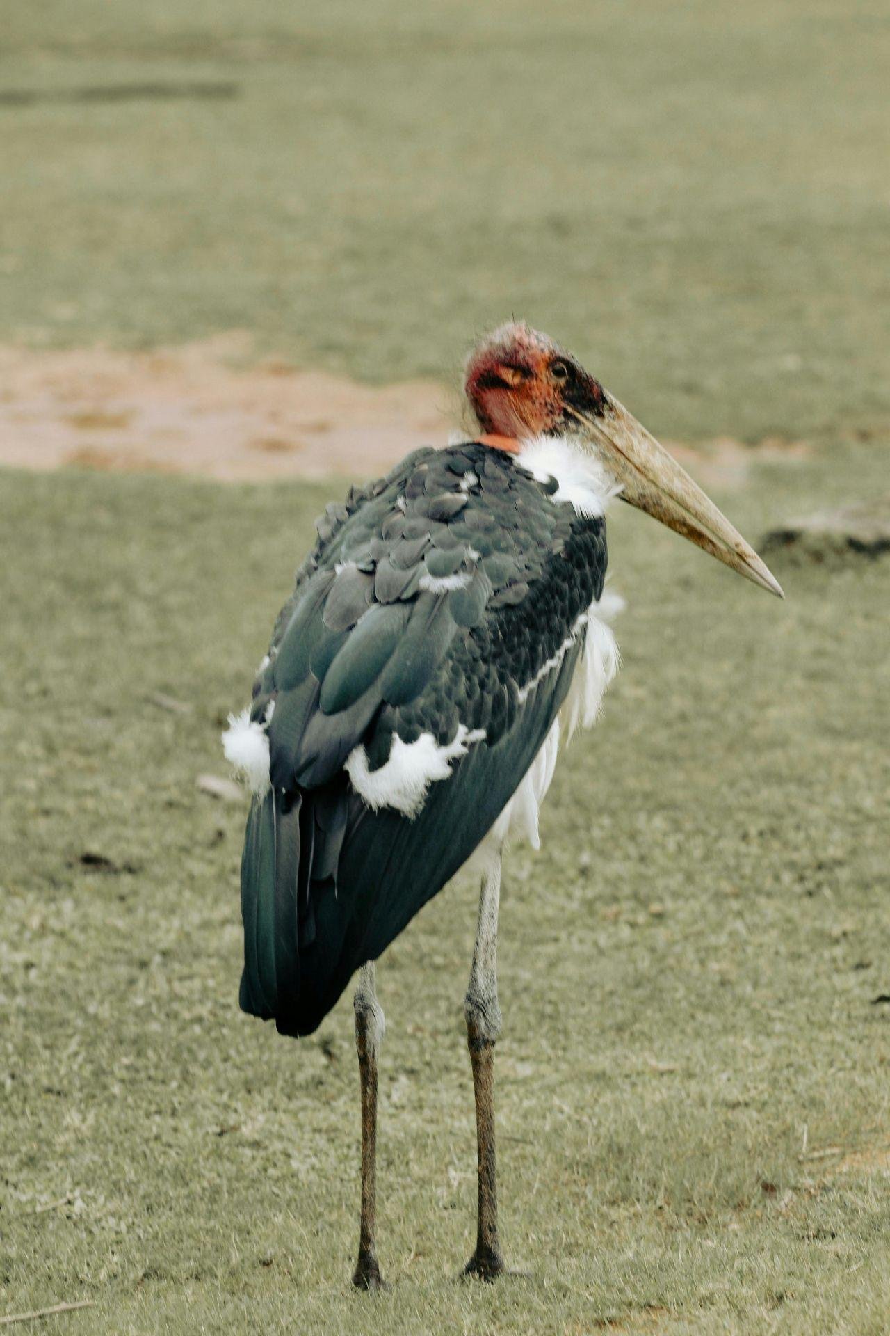 3-Day Maasai Mara Shared Jeep Safari from Nairobi