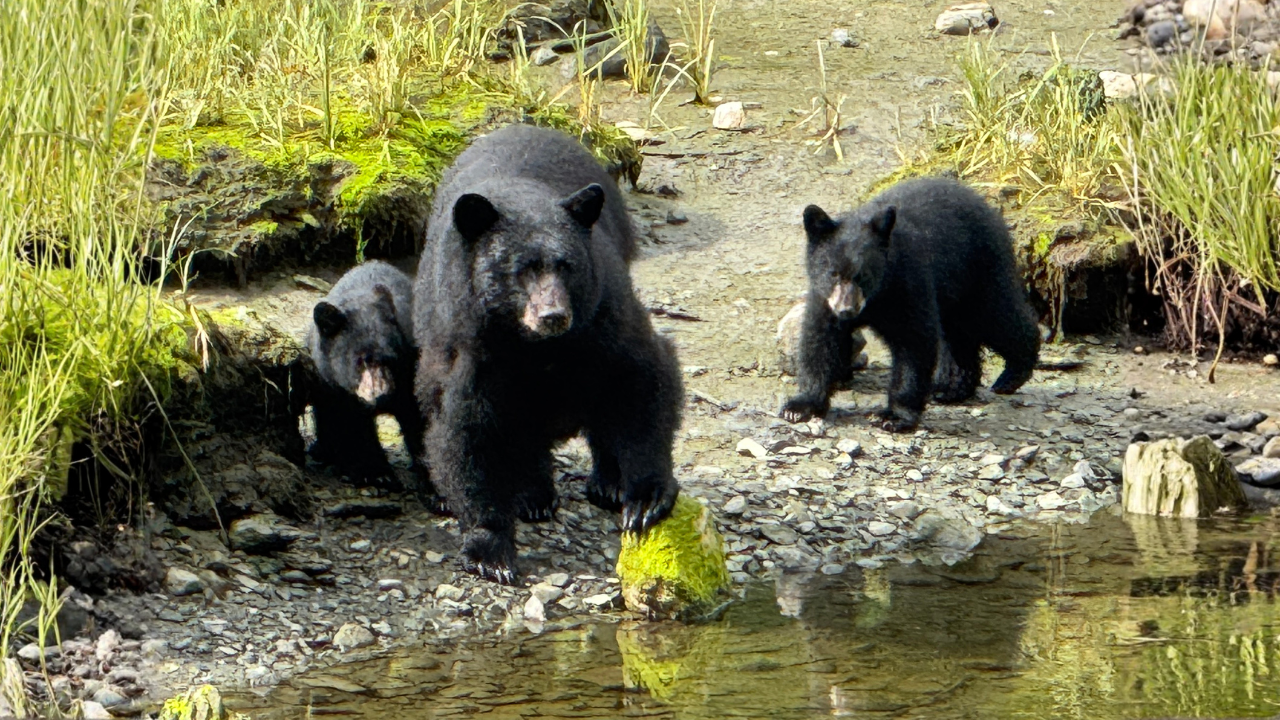 Premium Rainforest Experience in Ketchikan