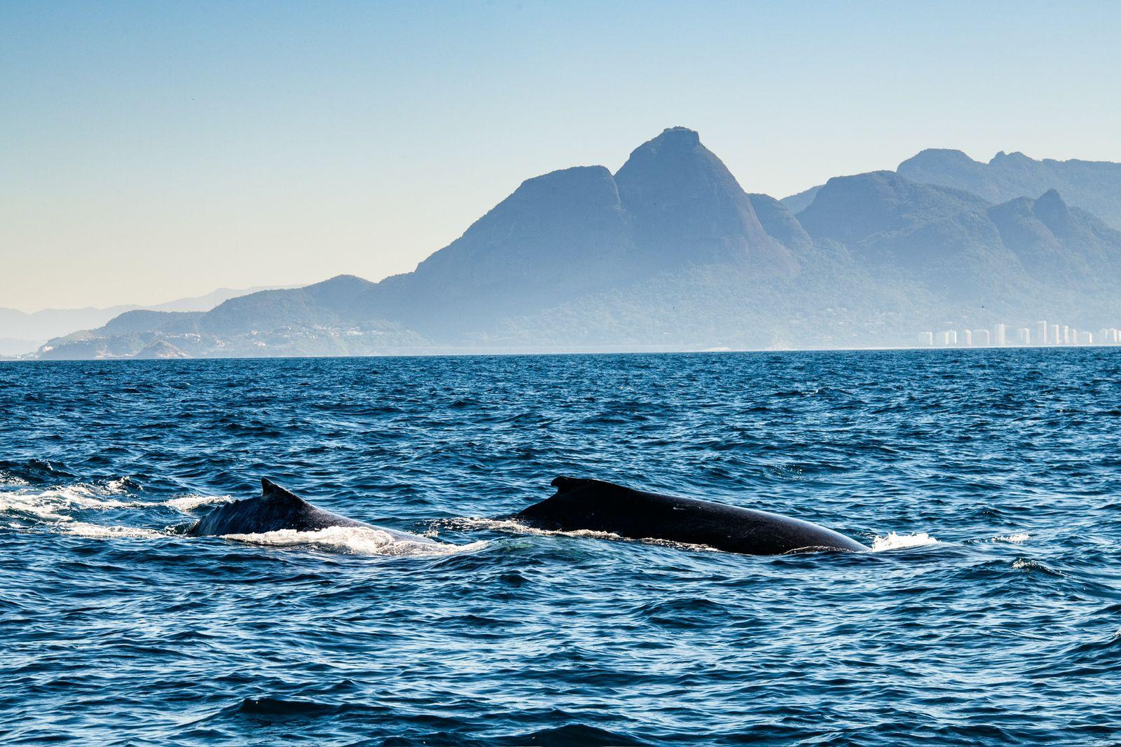 Rio de Janeiro Whale Watching Speedboat Adventure