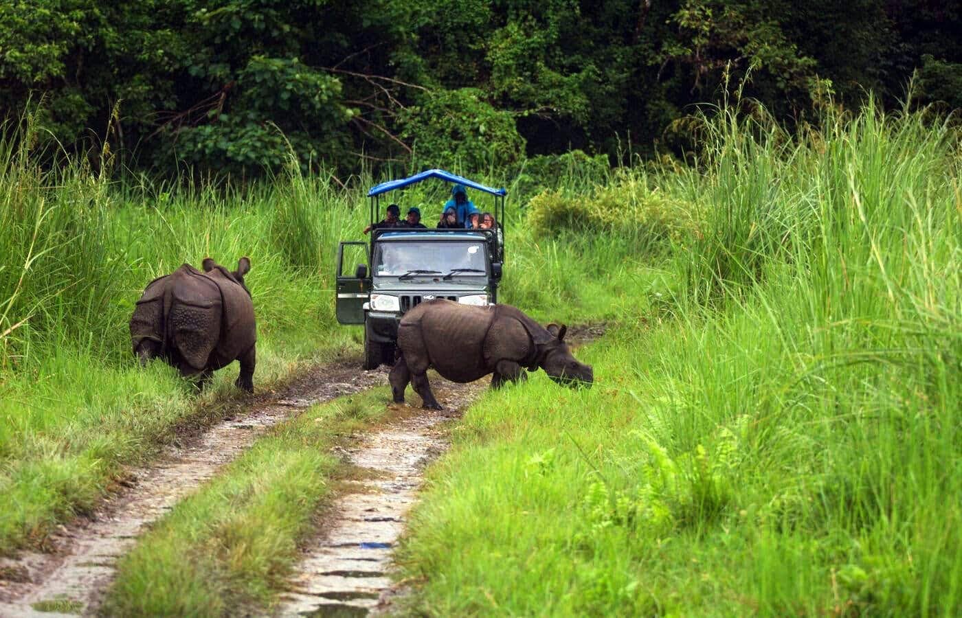 Chitwan Jungle Safari: 2, 3, or 4-Day Wildlife Adventure from Kathmandu or Pokhara