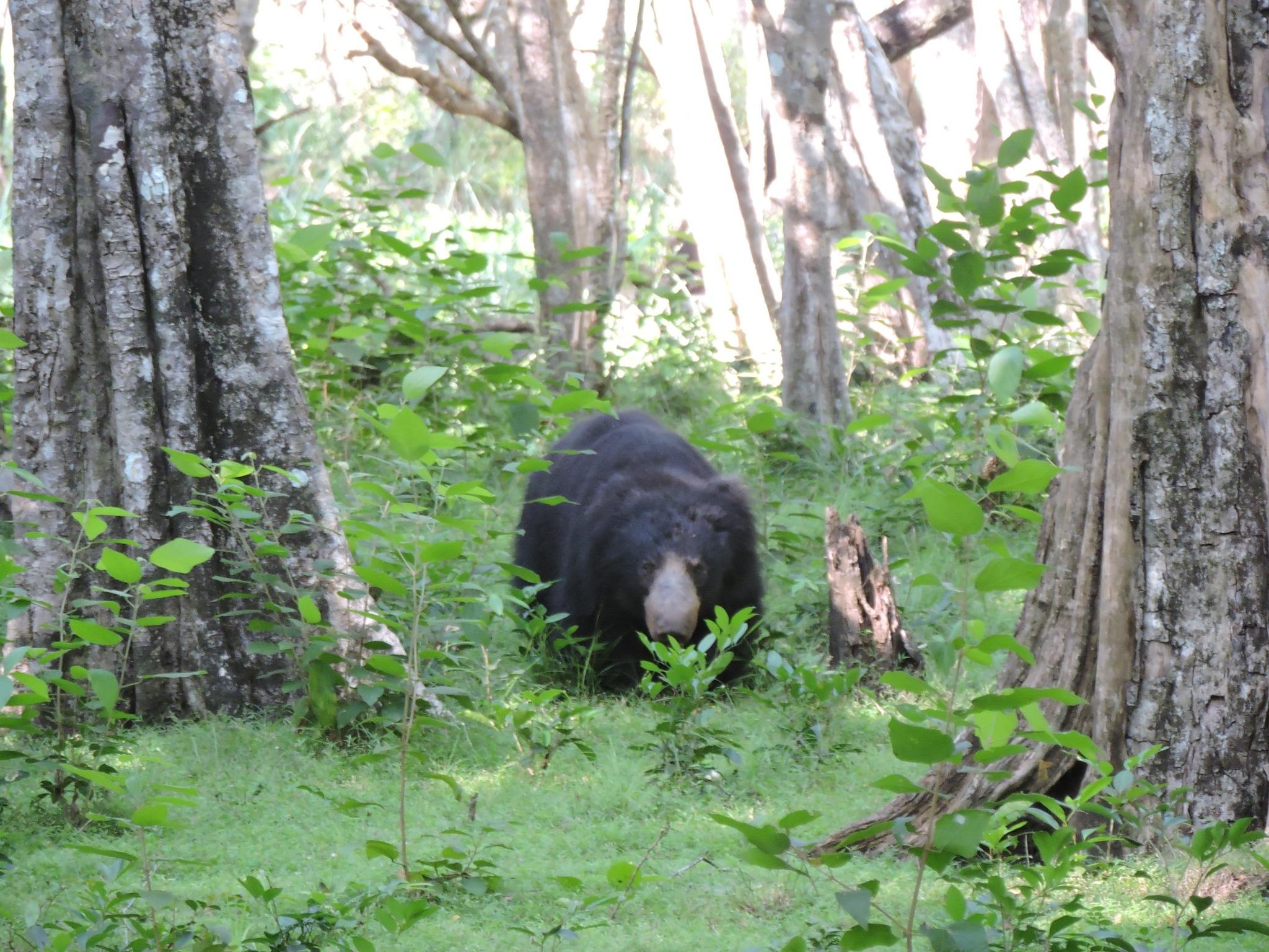Full-Day Wilpattu National Park Leopard Safari from Anuradhapura