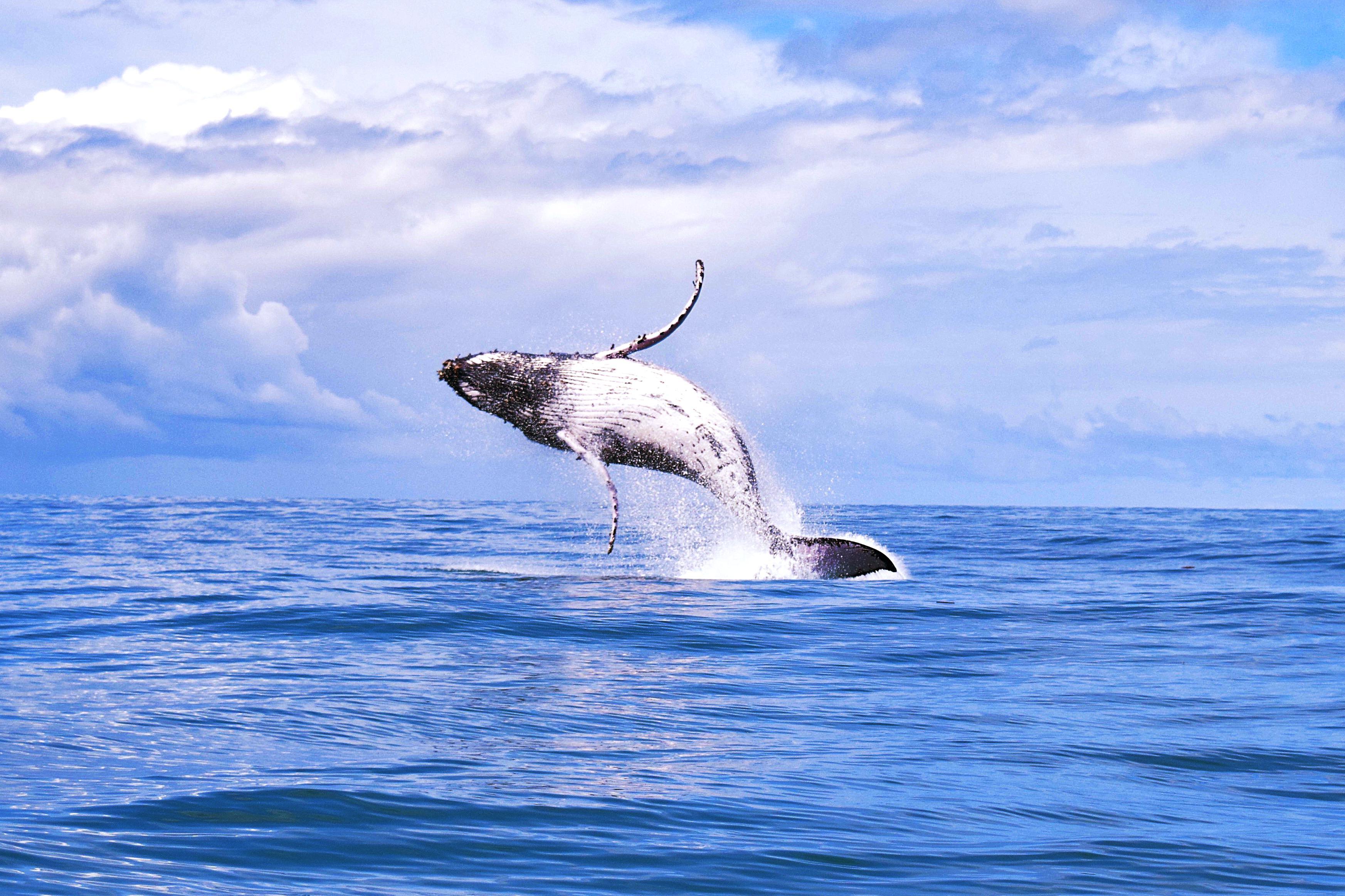Marino Ballena Marine Wildlife Boat Adventure