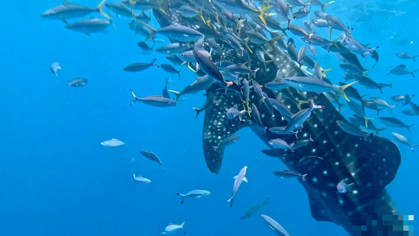 Whale Shark Encounter: Dive or Snorkel Experience