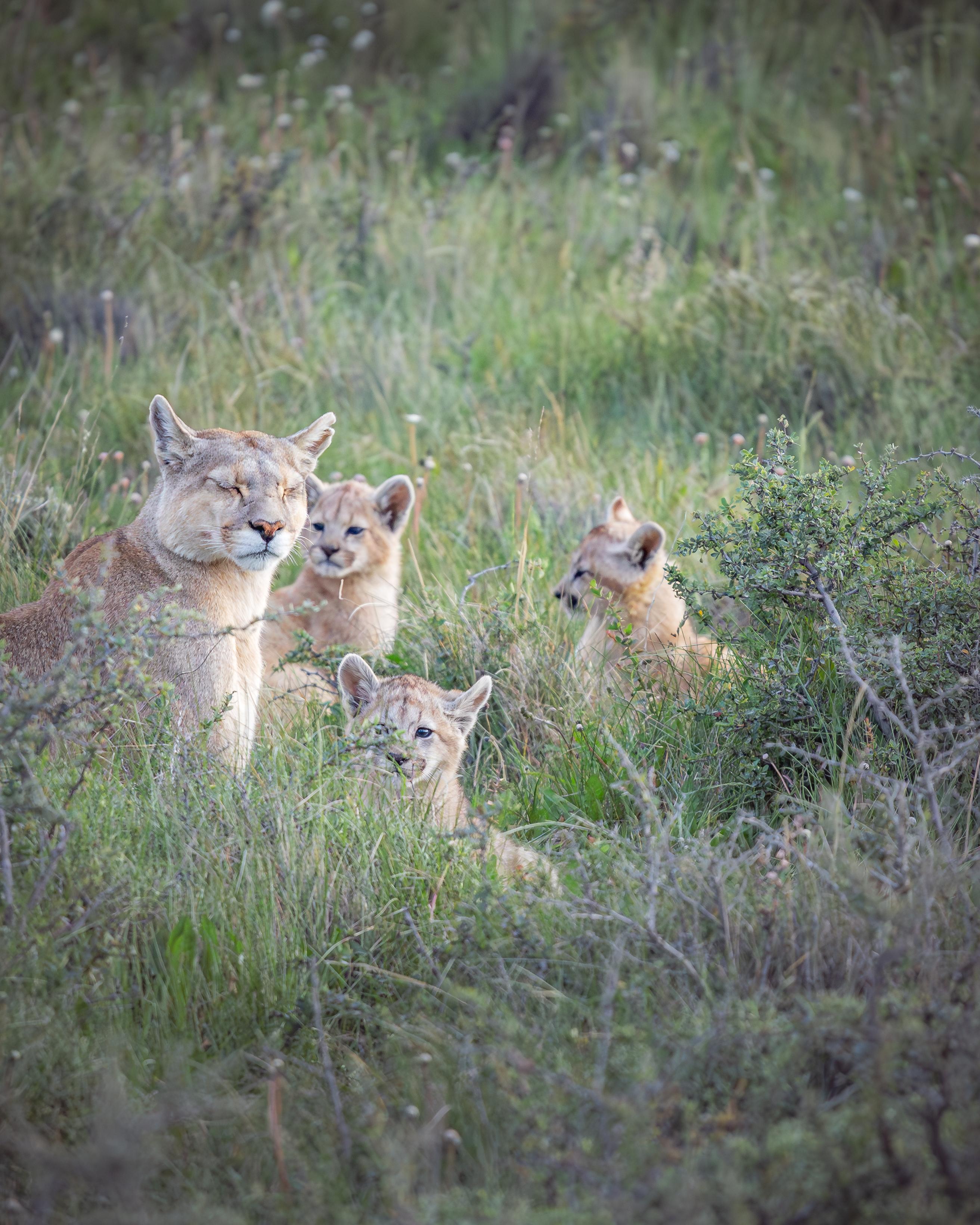 Patagonian Puma Tracking Expedition: Torres del Paine