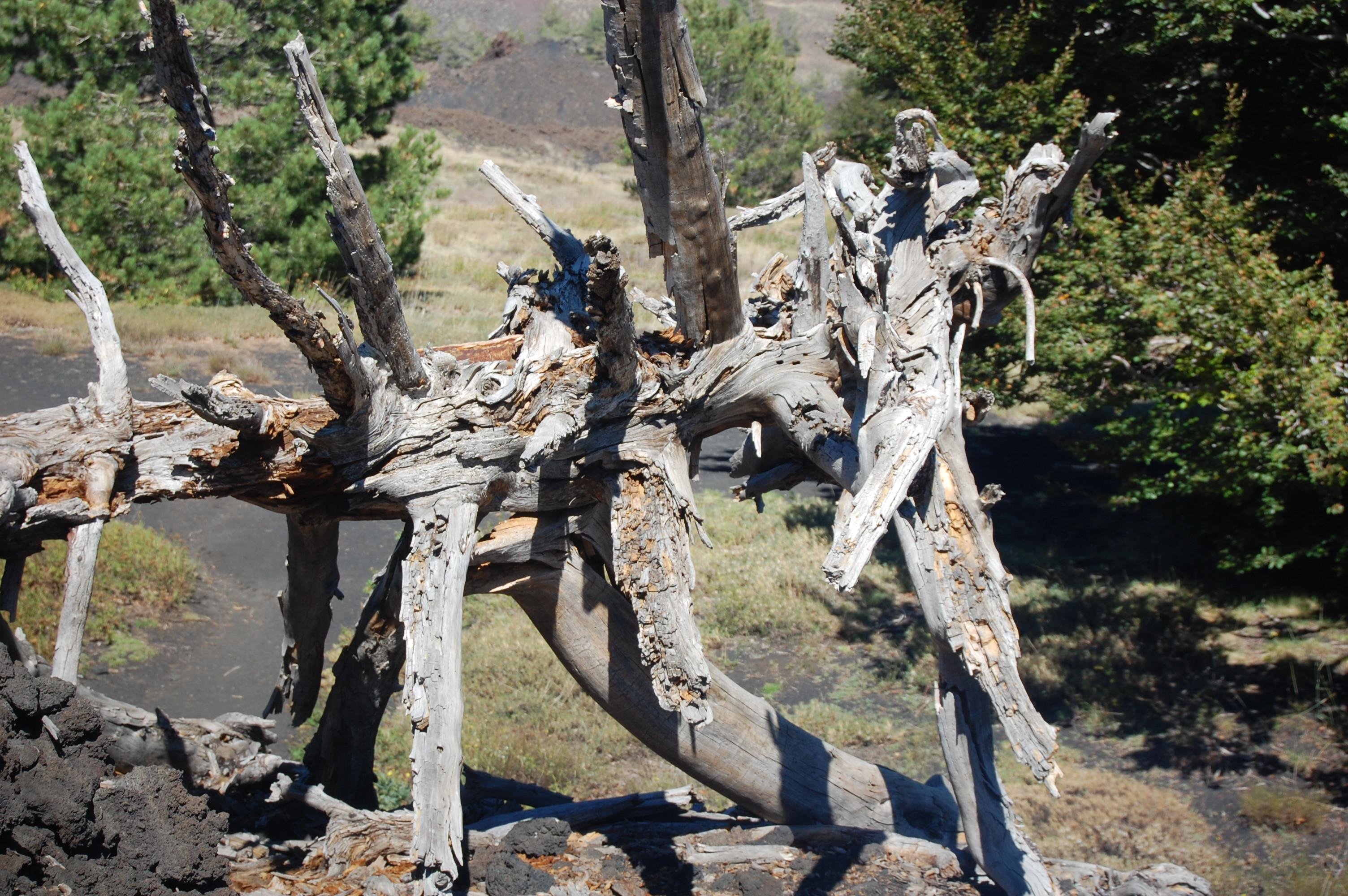 Mount Etna guided tour photo — image 8