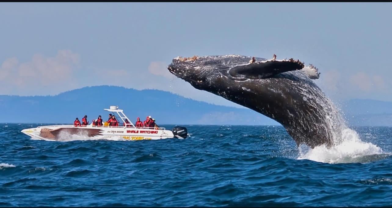Private Southern Coast & Mirissa Whale Watching Adventure
