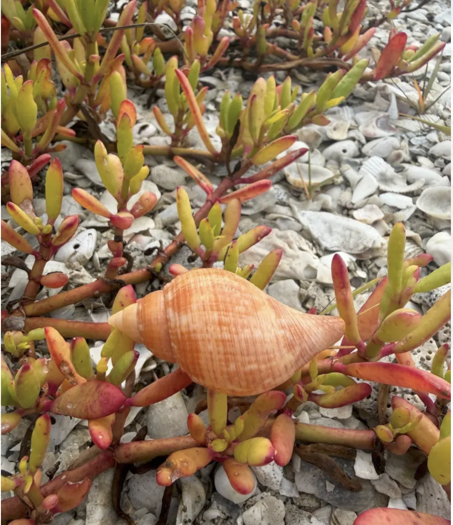 Ten Thousand Islands Shelling Expedition