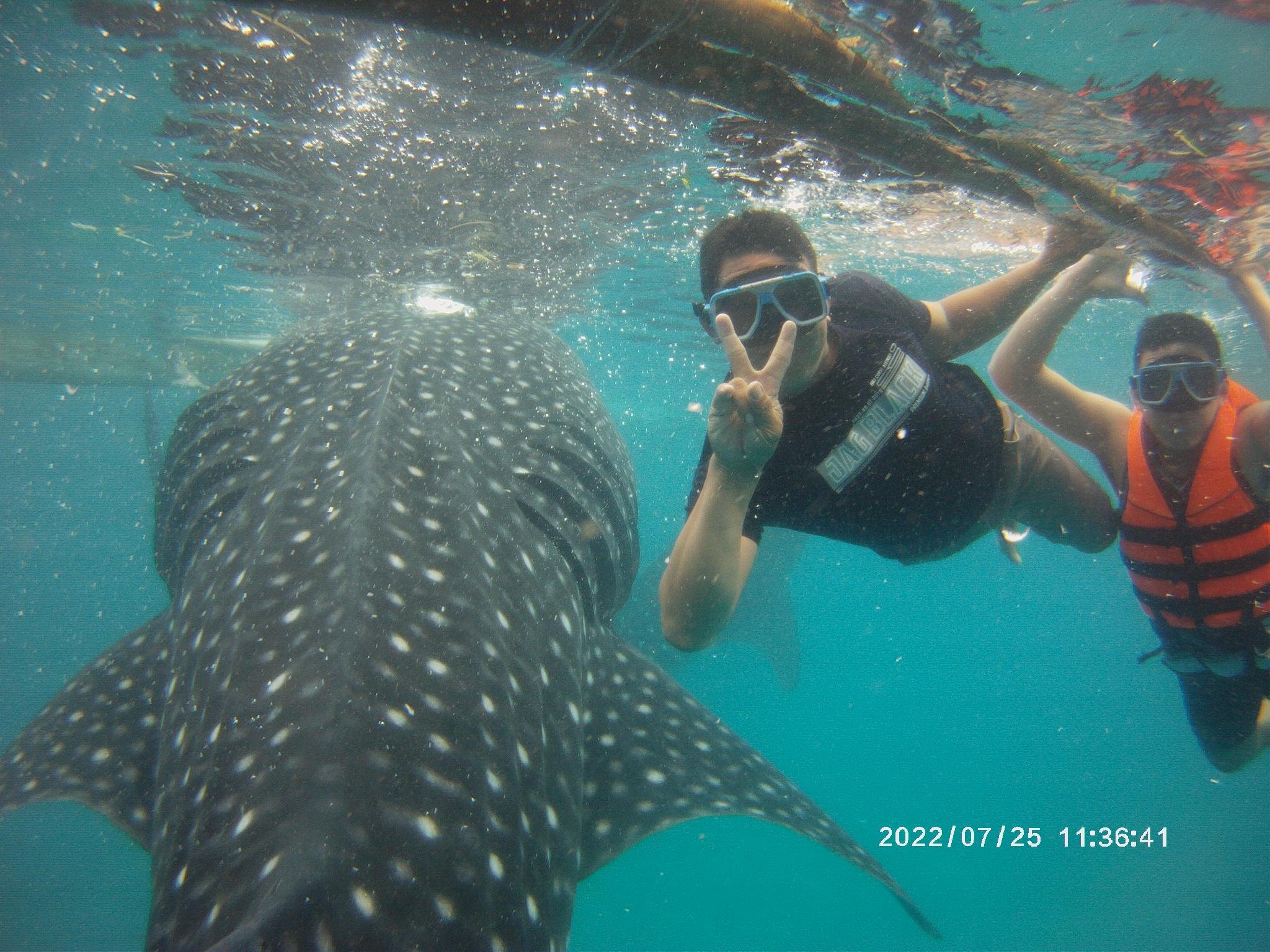 Cebu Full-Day Adventure: Whale Sharks, Kawasan Falls & Moalboal Sardines