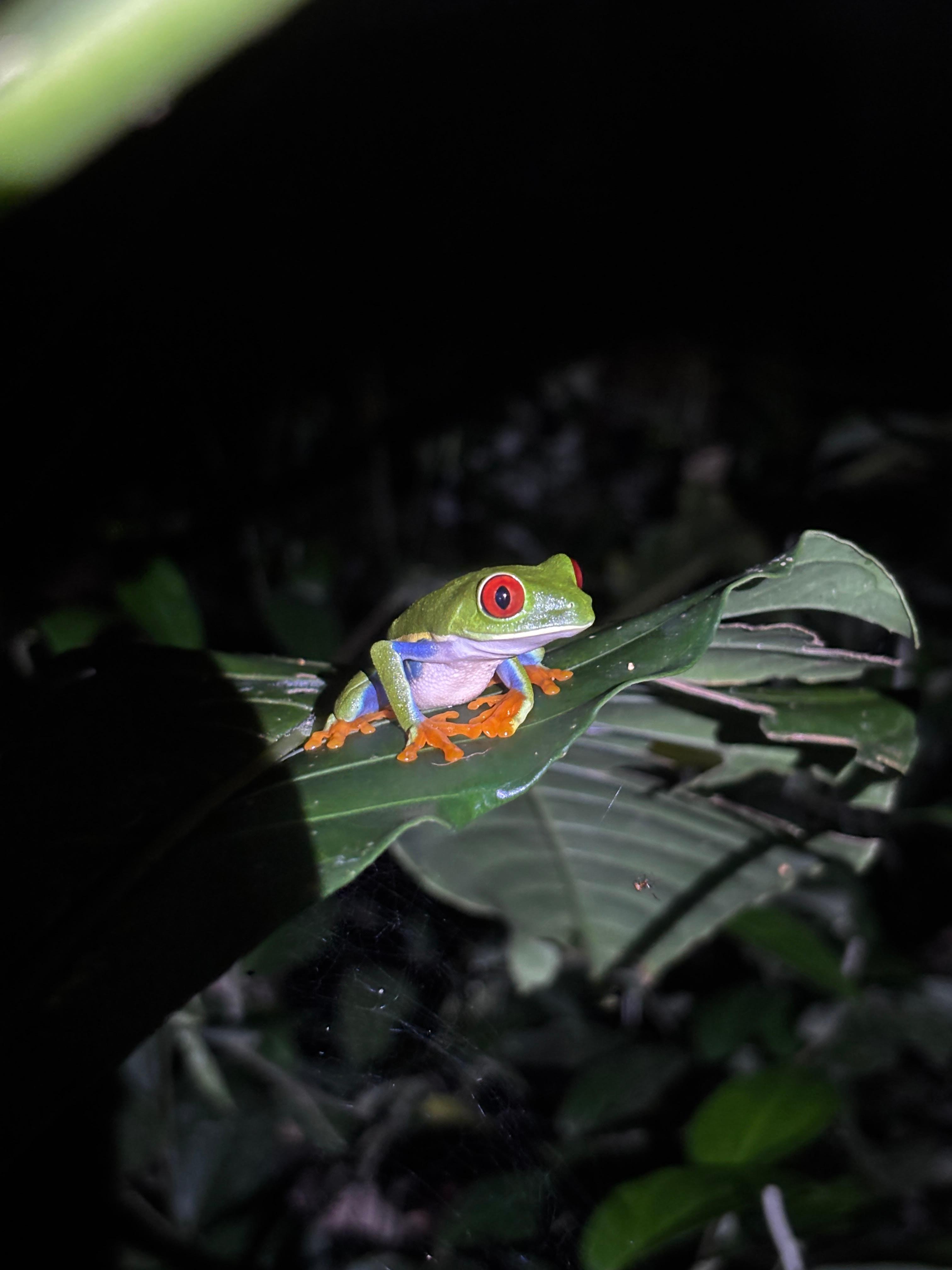 Tortuguero 2-Day Eco Adventure: Canoe, Jaguar Trail, Night Walk & Turtle Nesting