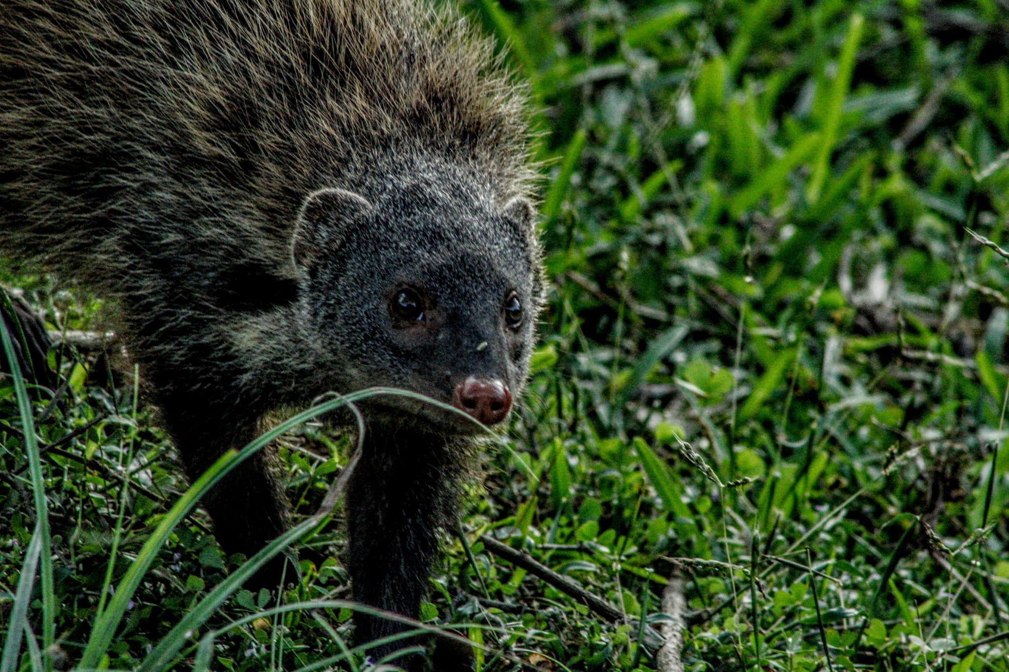 Full-Day Wilpattu National Park Safari Adventure