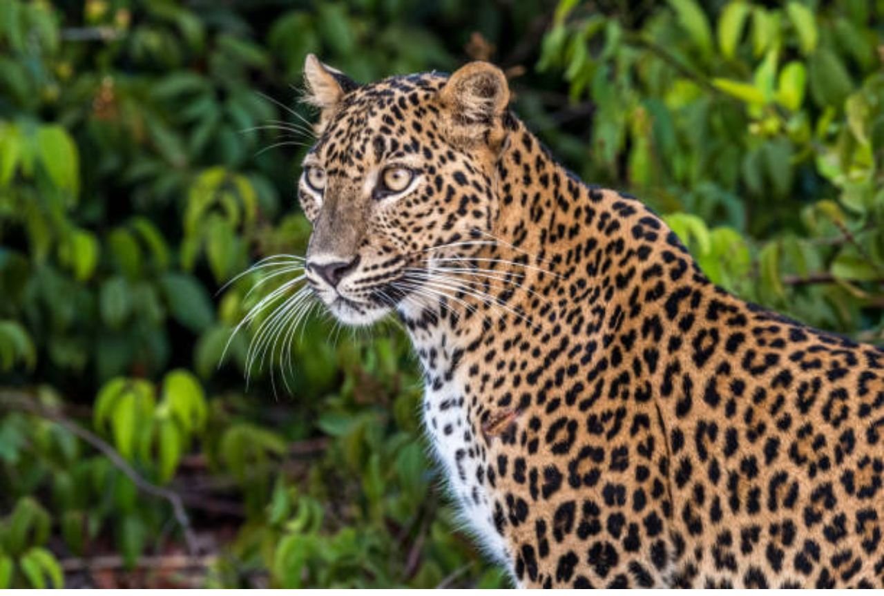 Full-Day Wilpattu National Park Leopard Safari from Anuradhapura