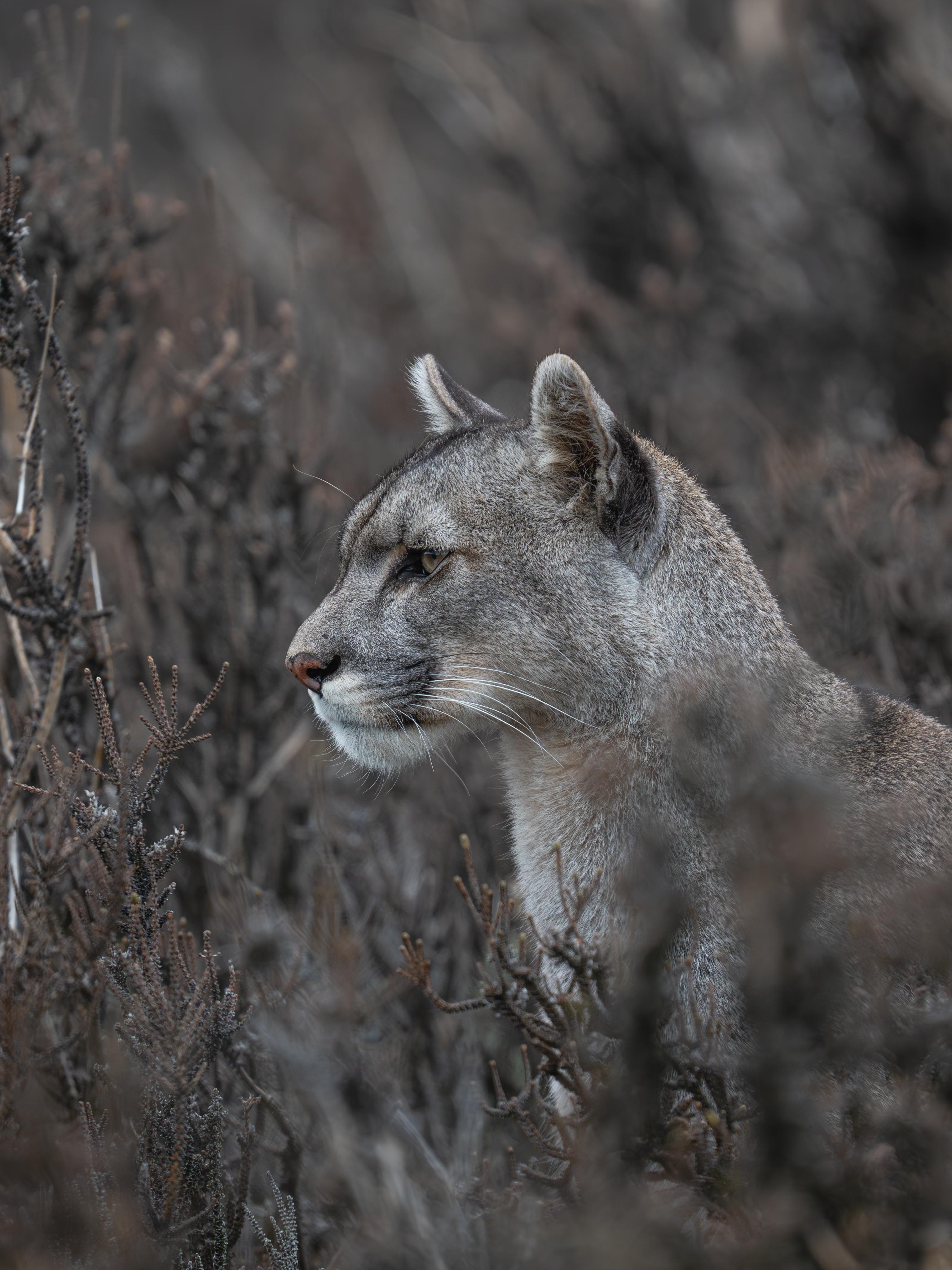 Patagonian Puma Tracking Expedition: Torres del Paine