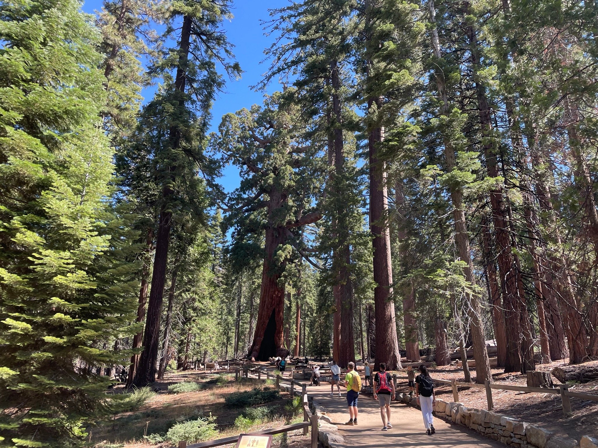 Yosemite, Giant Sequoias, Private Tour from San Francisco