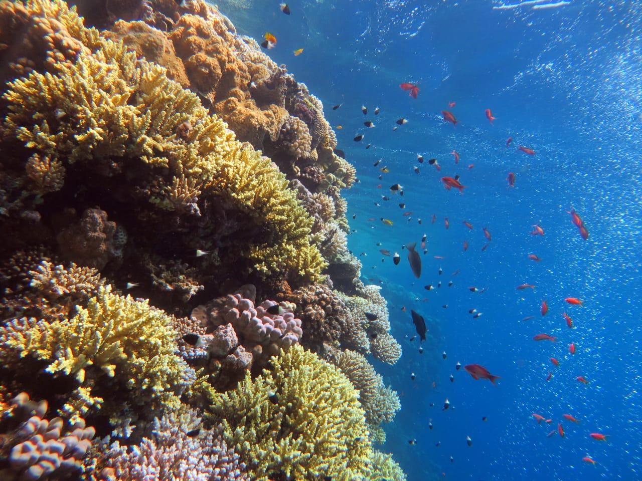 Ras Mohamed & White Island Snorkeling, Diving & Lunch from Sharm