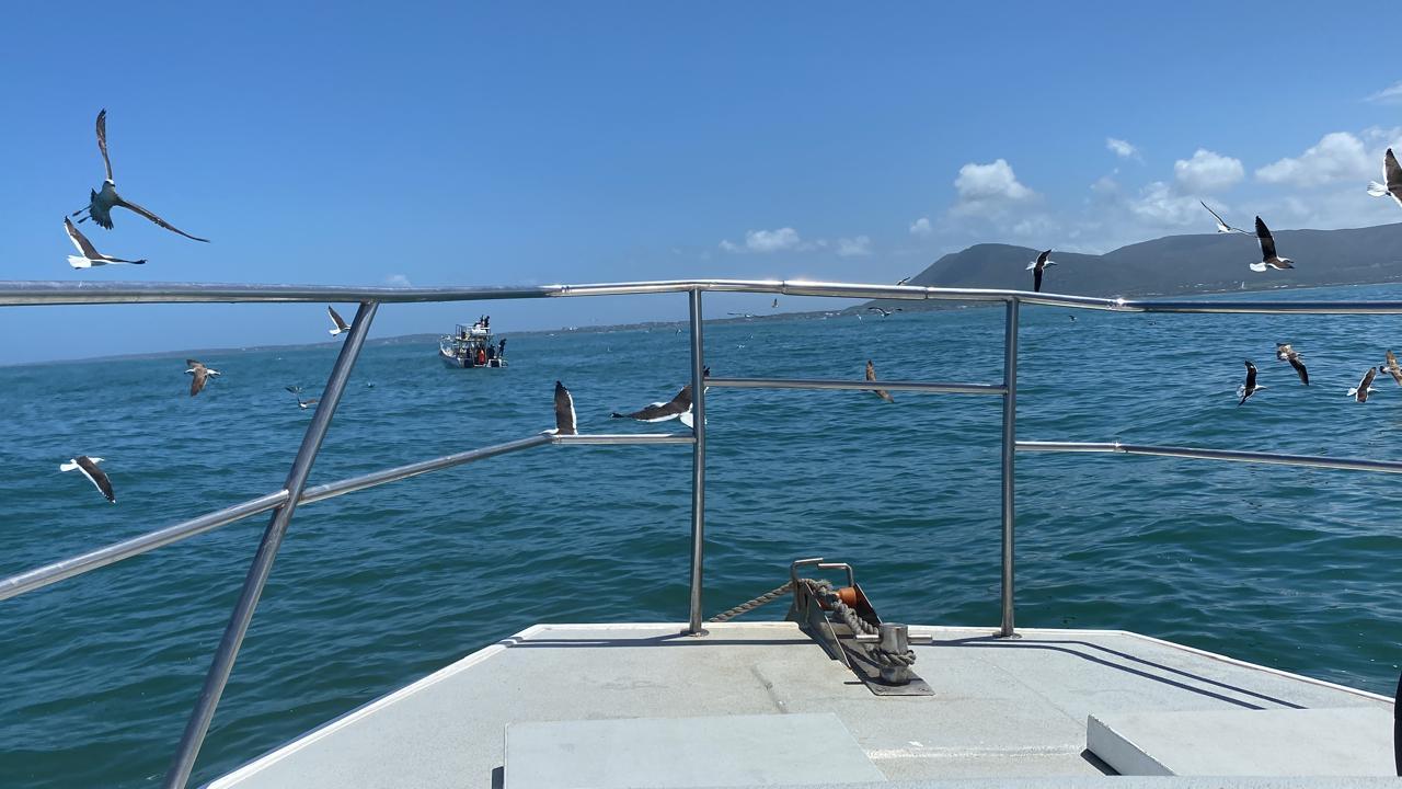 Private Shark Cage Diving Day Tour from Cape Town