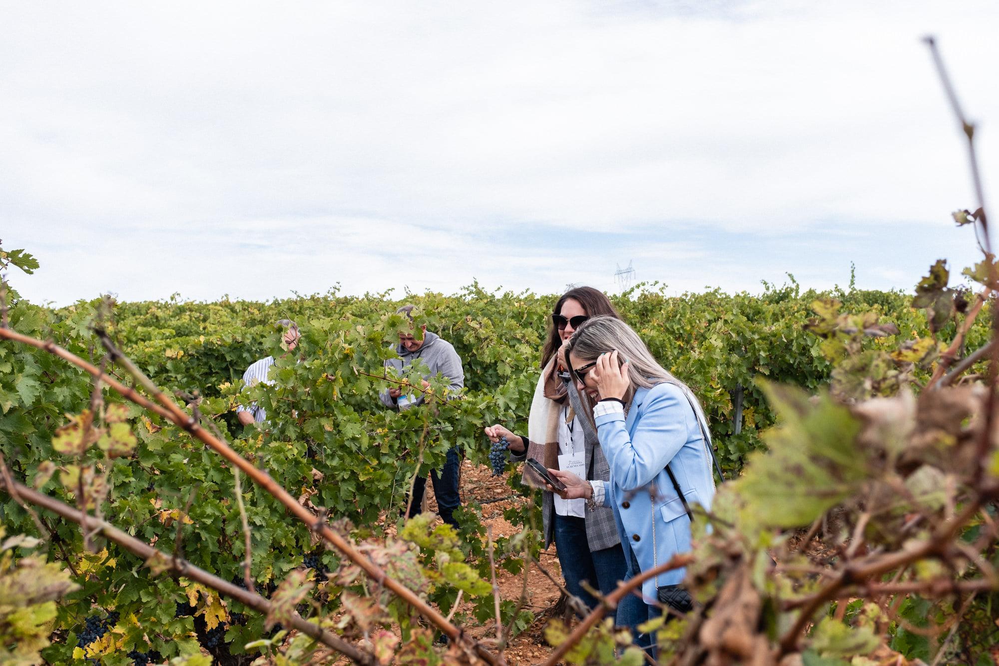 Valencia Estate Wine Tasting & Gastronomic Lunch
