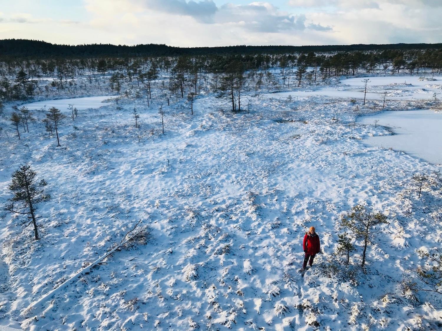 From Tallinn: Guided Bog-Shoe Hiking Tour