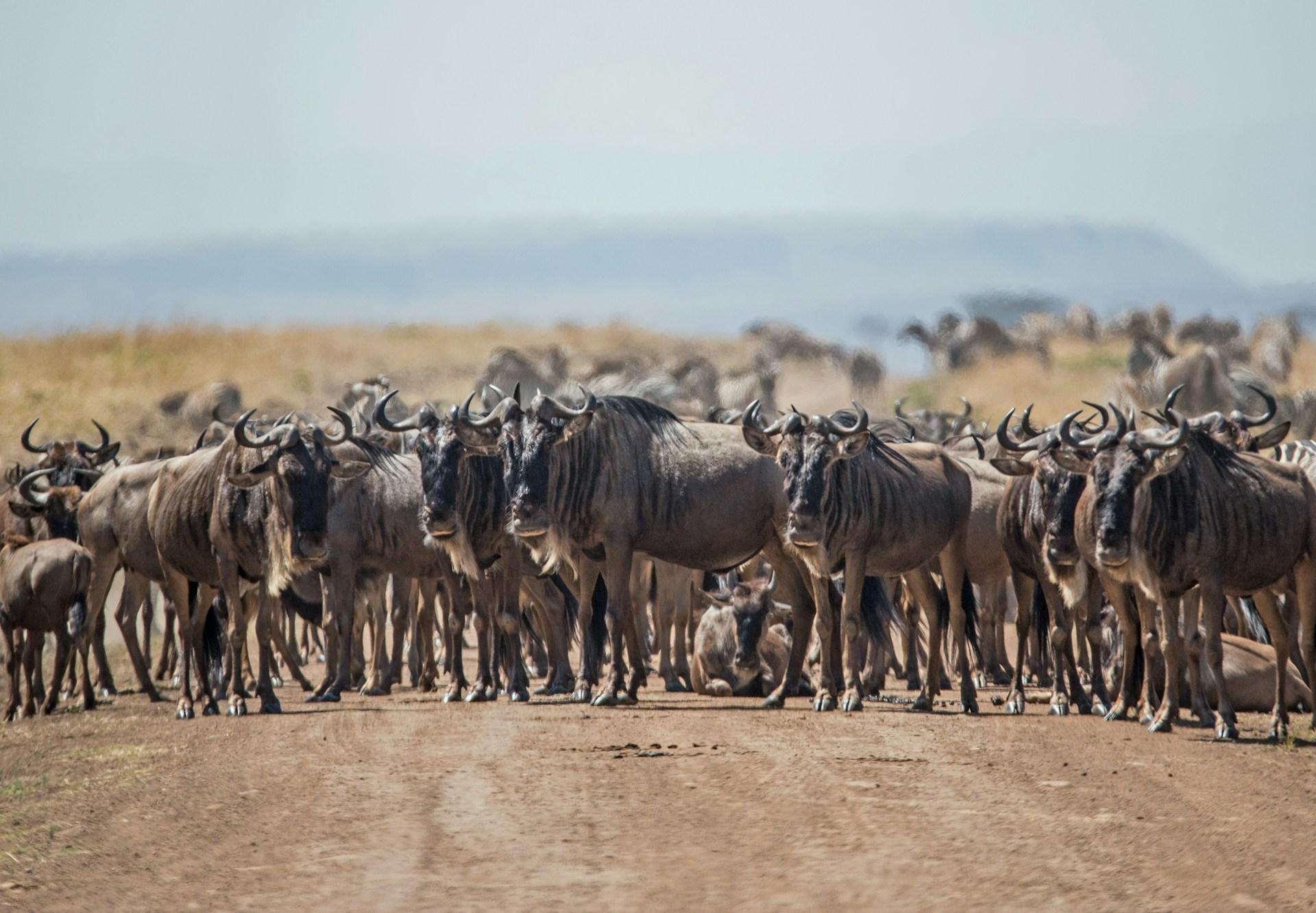 3-Day Maasai Mara Shared Jeep Safari from Nairobi