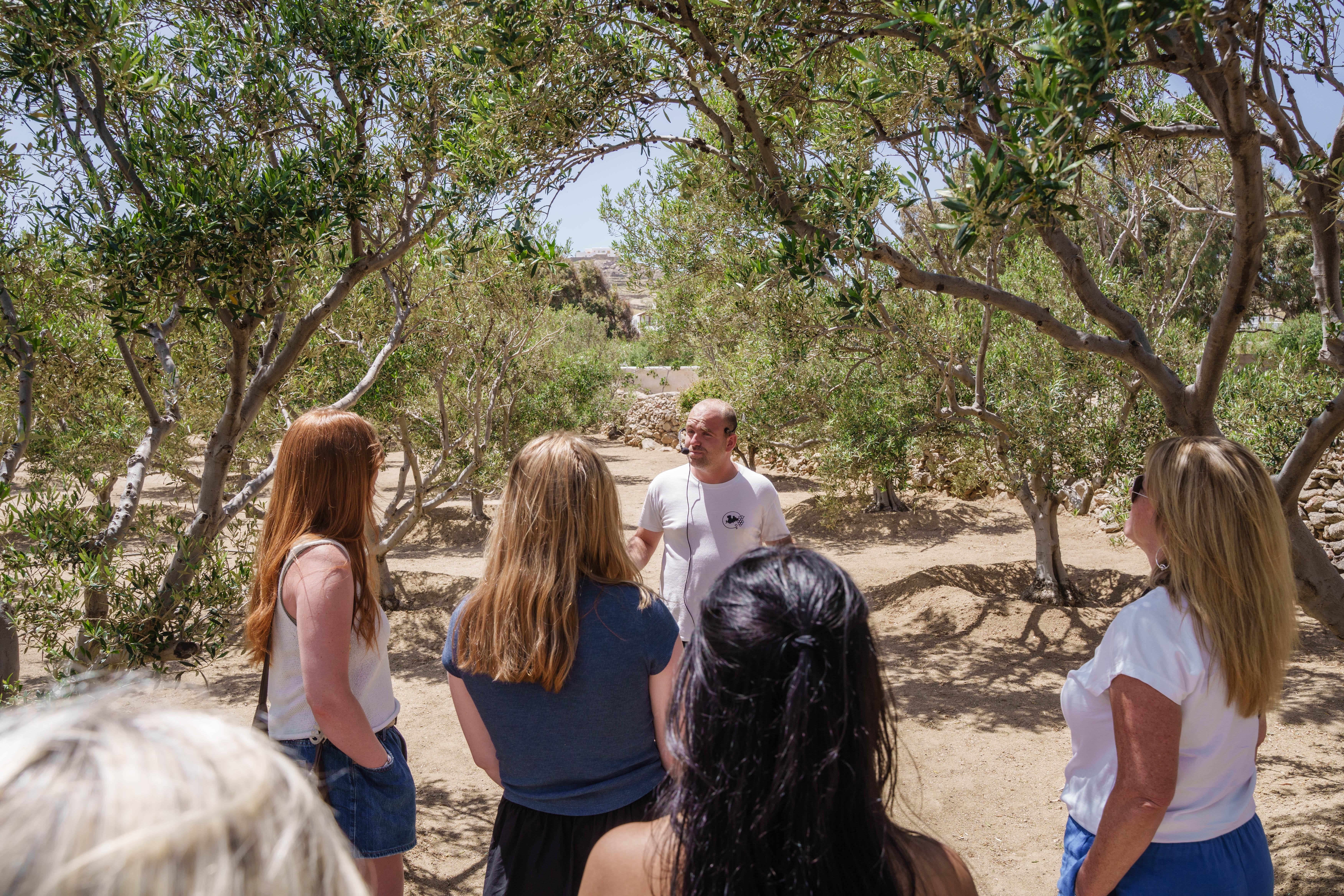 Mykonos Organic Vineyard Tour with Wine and Local Bites