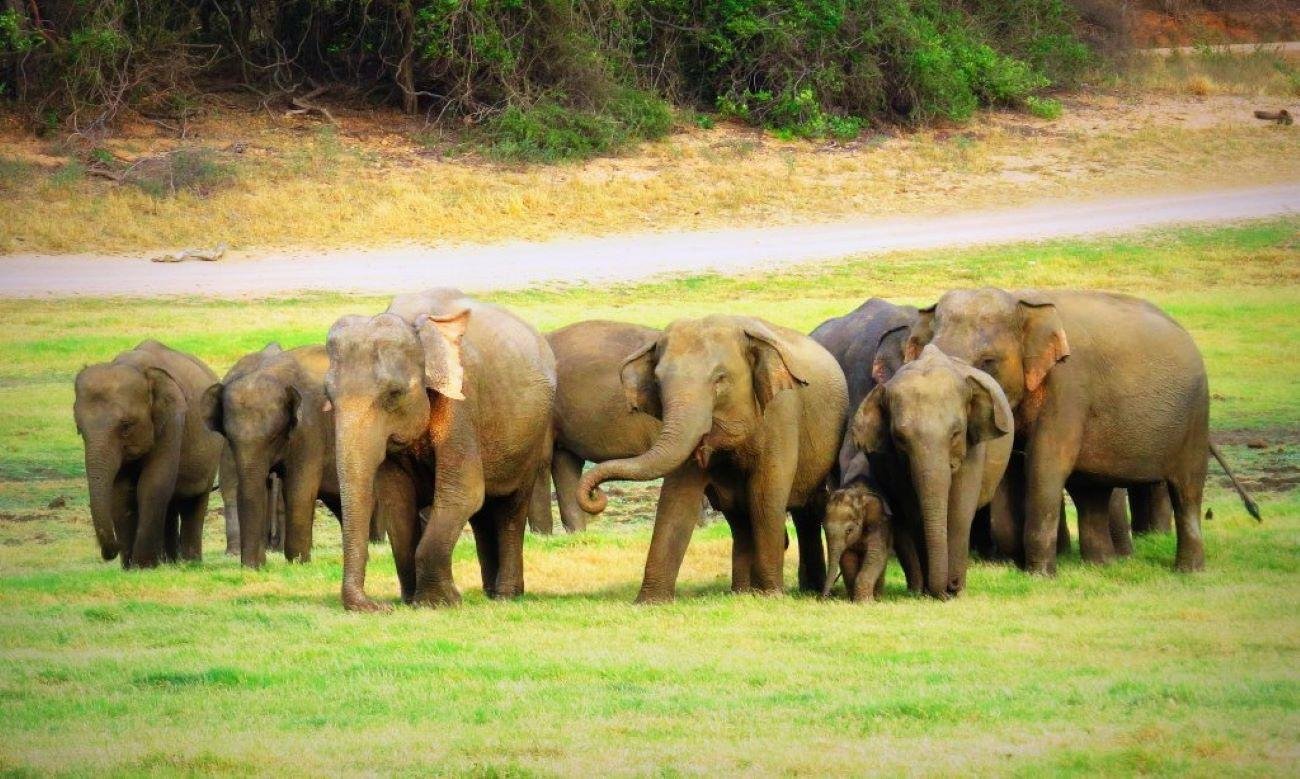 7-Day Private Sri Lanka Highlights Tour (2026)