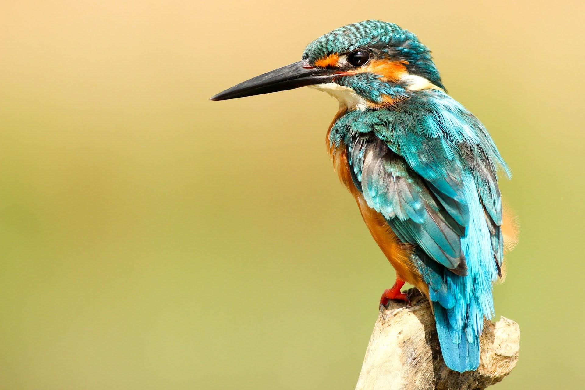 Chitwan Jungle Safari: 2, 3, or 4-Day Wildlife Adventure from Kathmandu or Pokhara