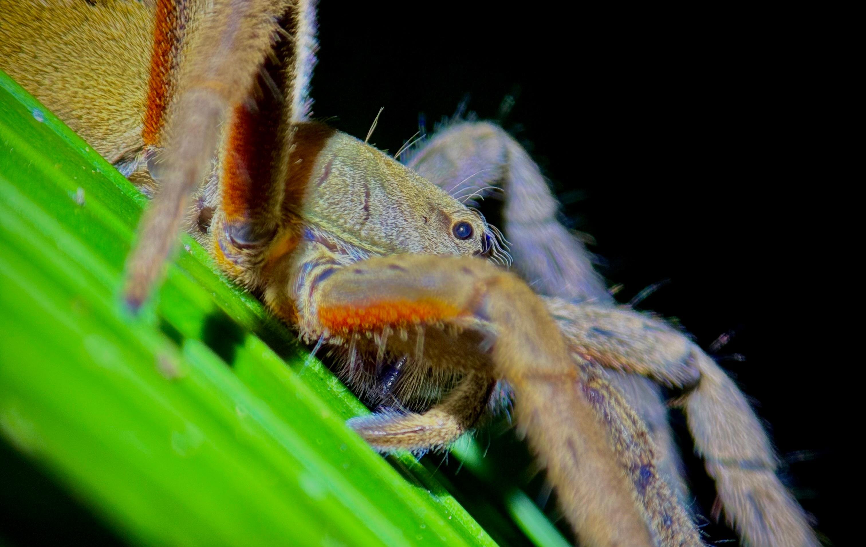 Manuel Antonio Night Wildlife Walk with Expert Naturalist