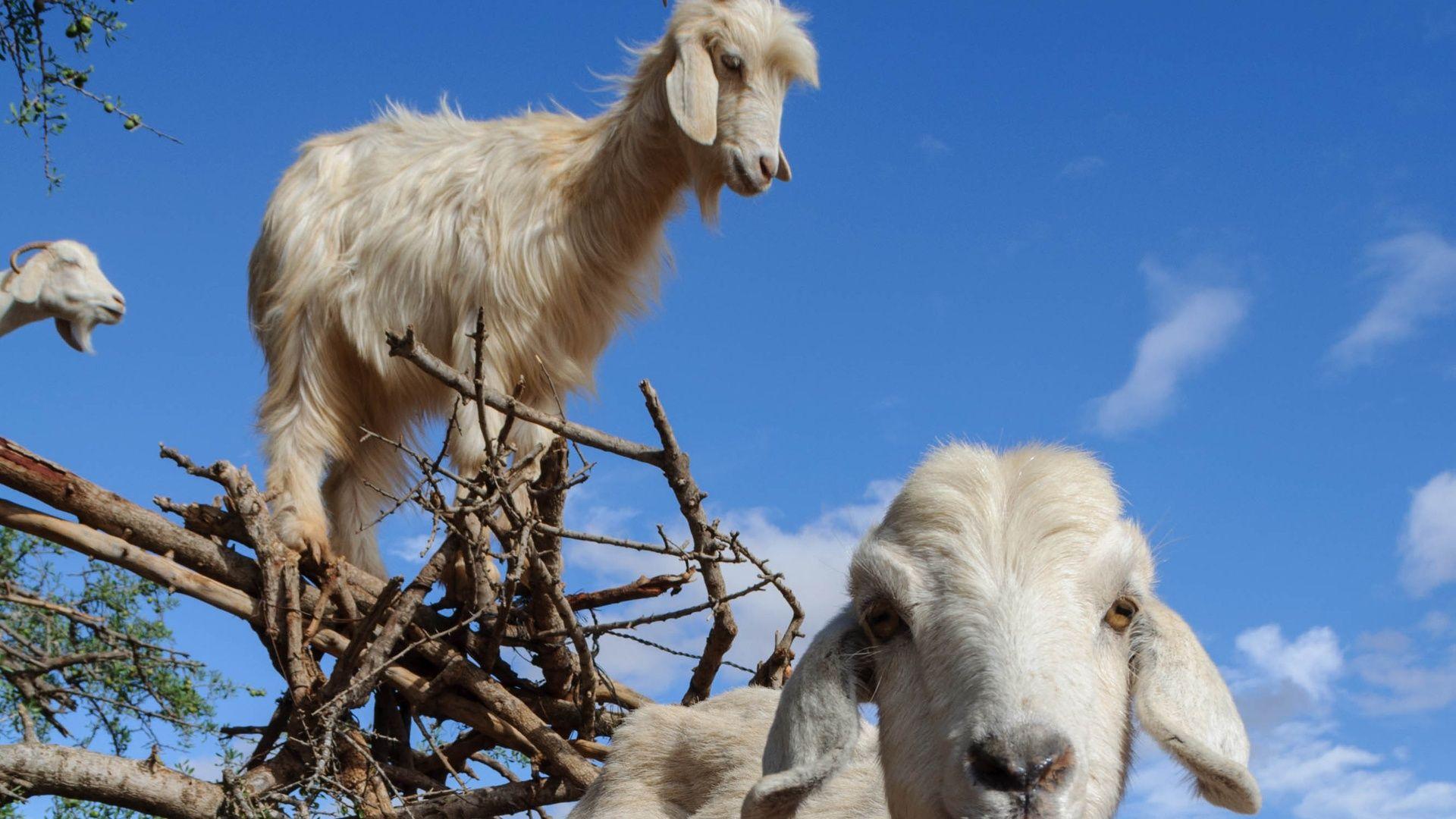 Agadir: Argan Goats and Crocoparc Excursion