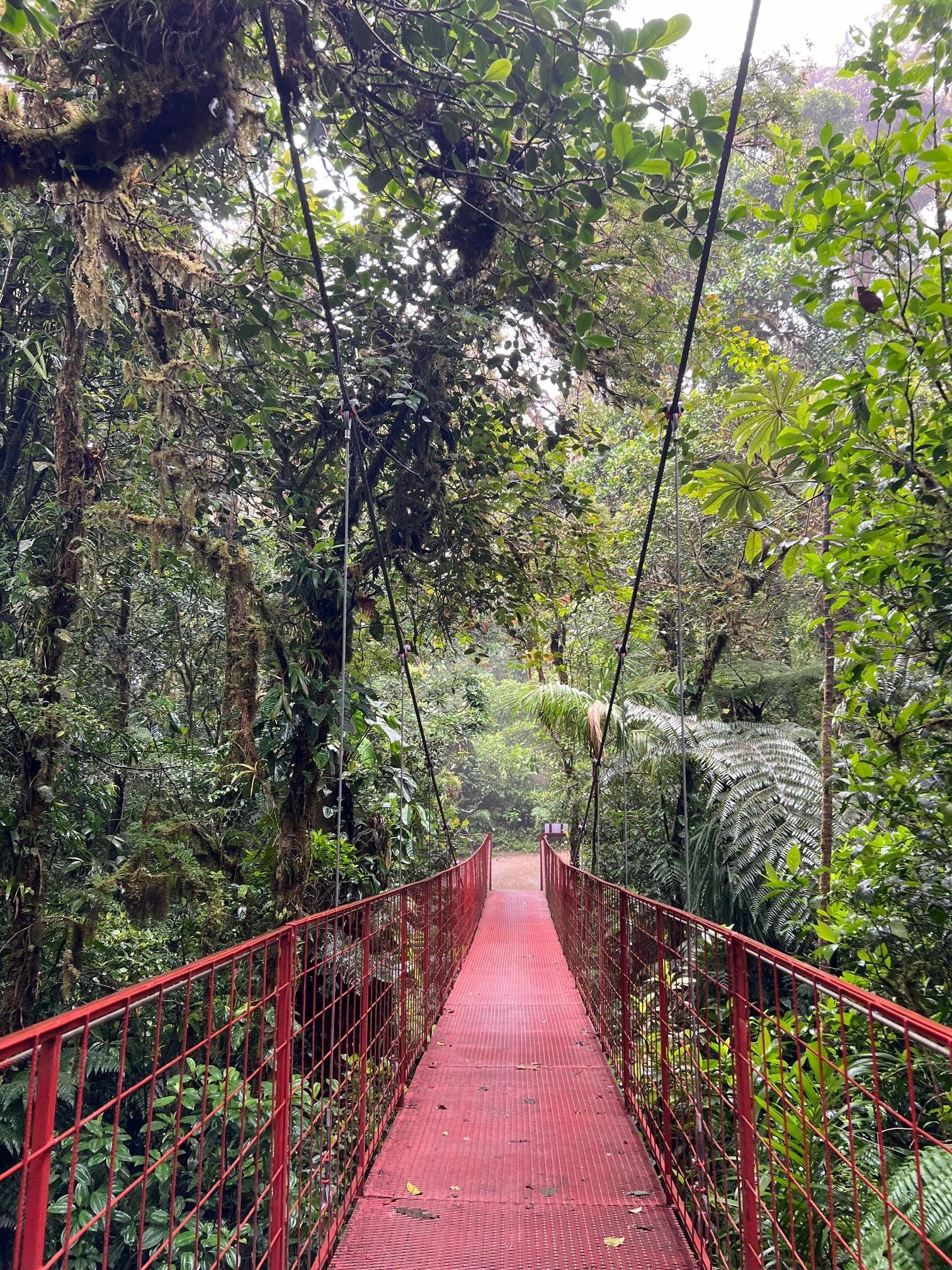 Private Guided Walk Through Curicancha Cloud Forest Reserve