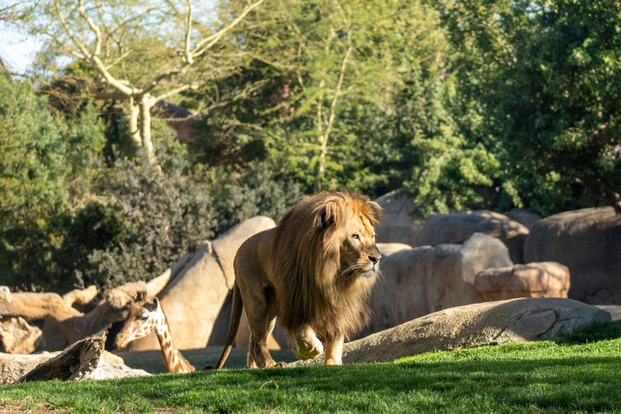 Bioparc Valencia Entry Ticket