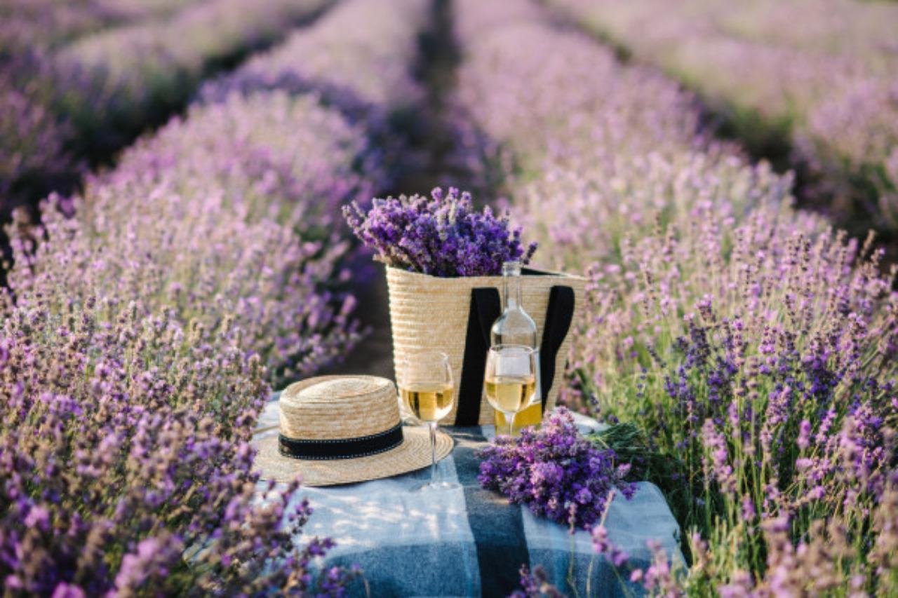 Visit a lavender field + a bottle of Champagne: Domaine Terre Ugo