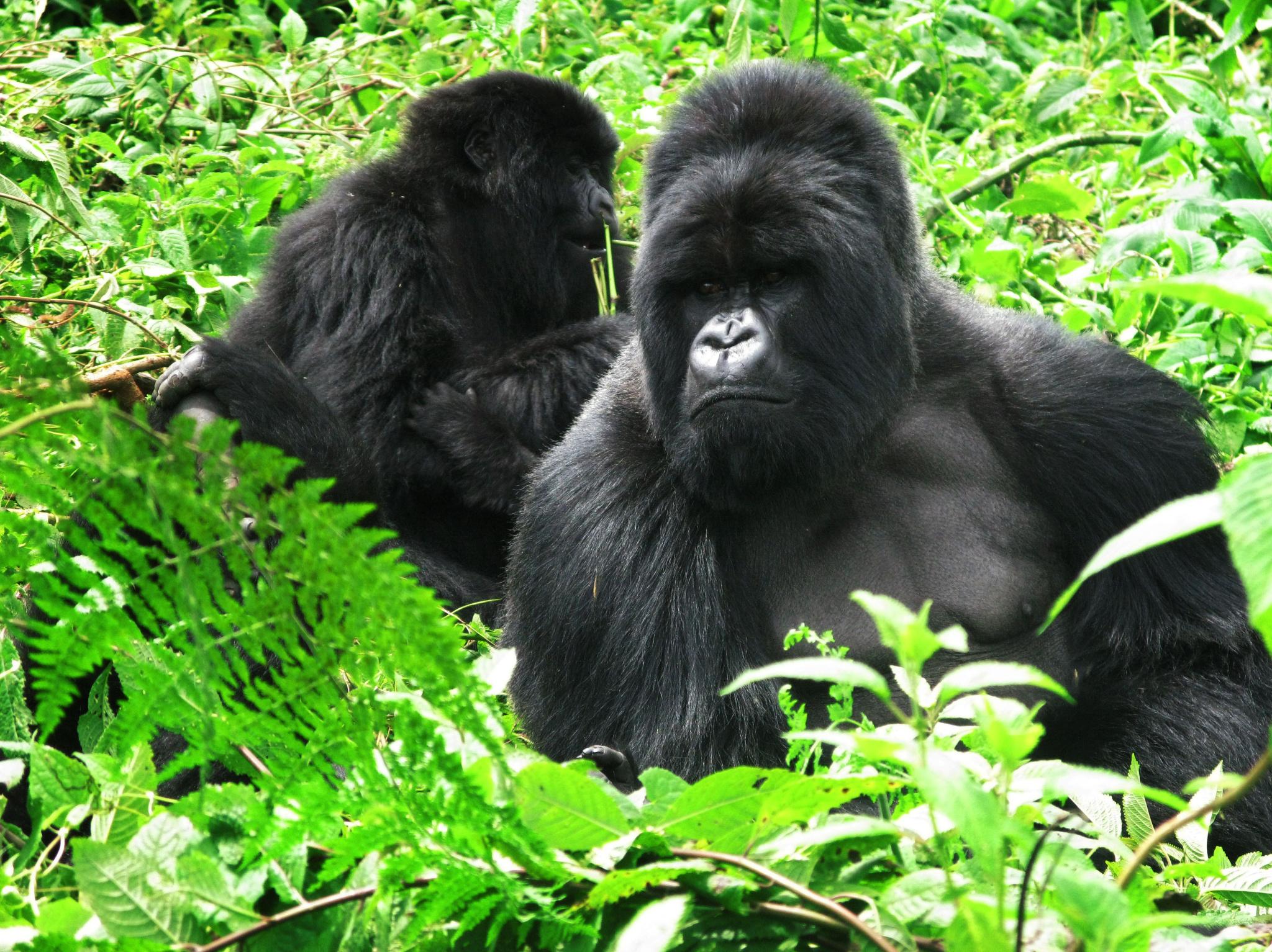 Two-Day Gorilla Trek in Volcanoes National Park