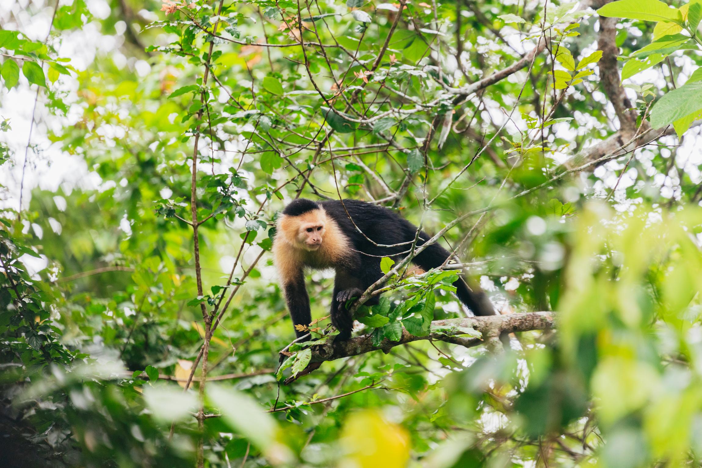 Panama City: Monkey Island Wildlife Boat Expedition