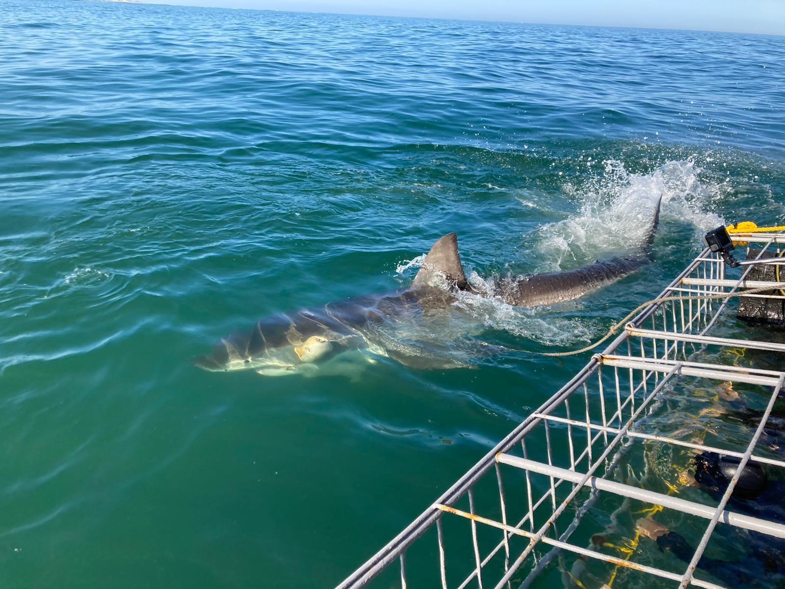 Shark Cage Diving from Cape Town or Hermanus – White Shark Projects