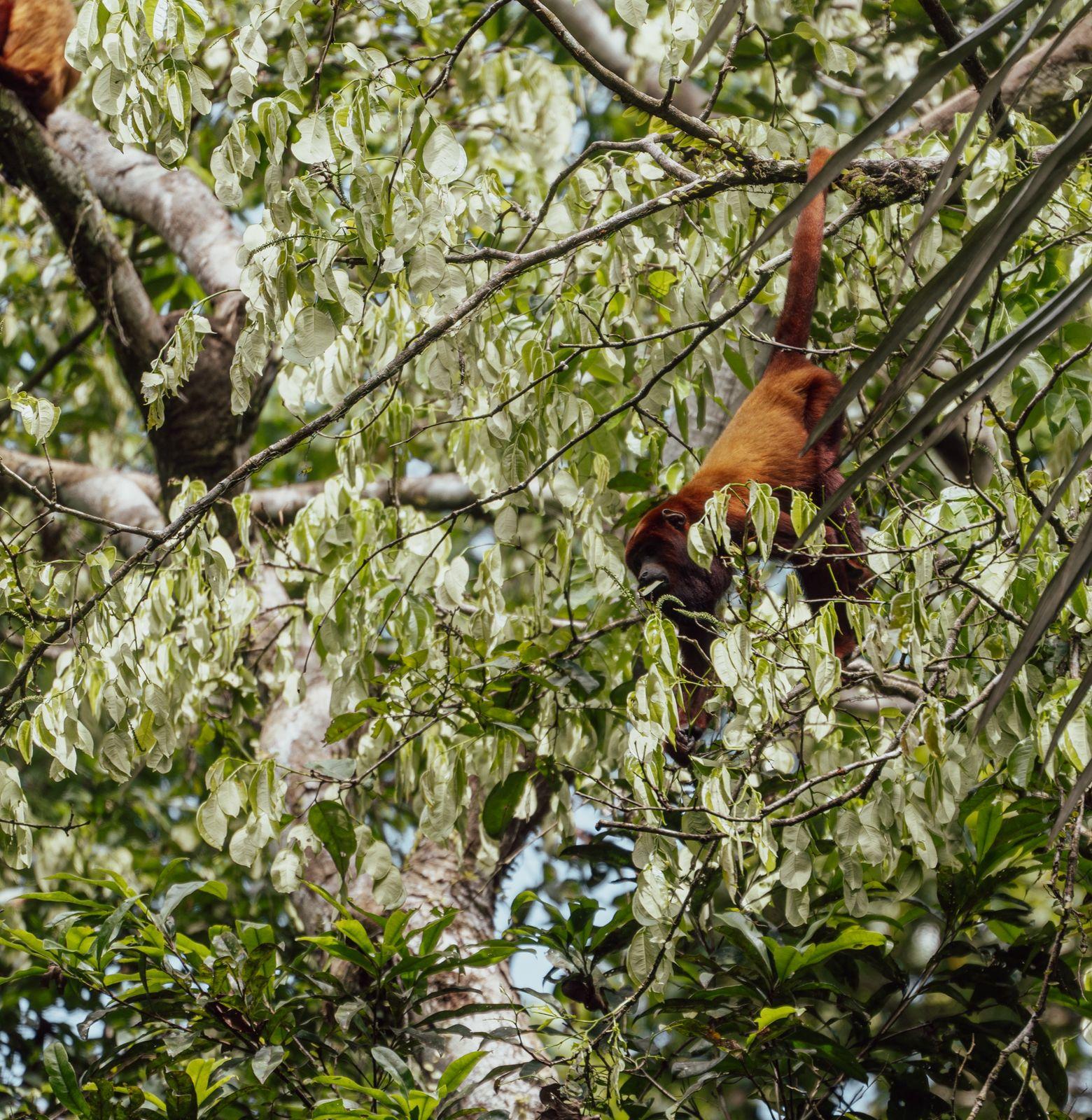 Cuyabeno Amazon Reserve: 3-Day Jungle Immersion