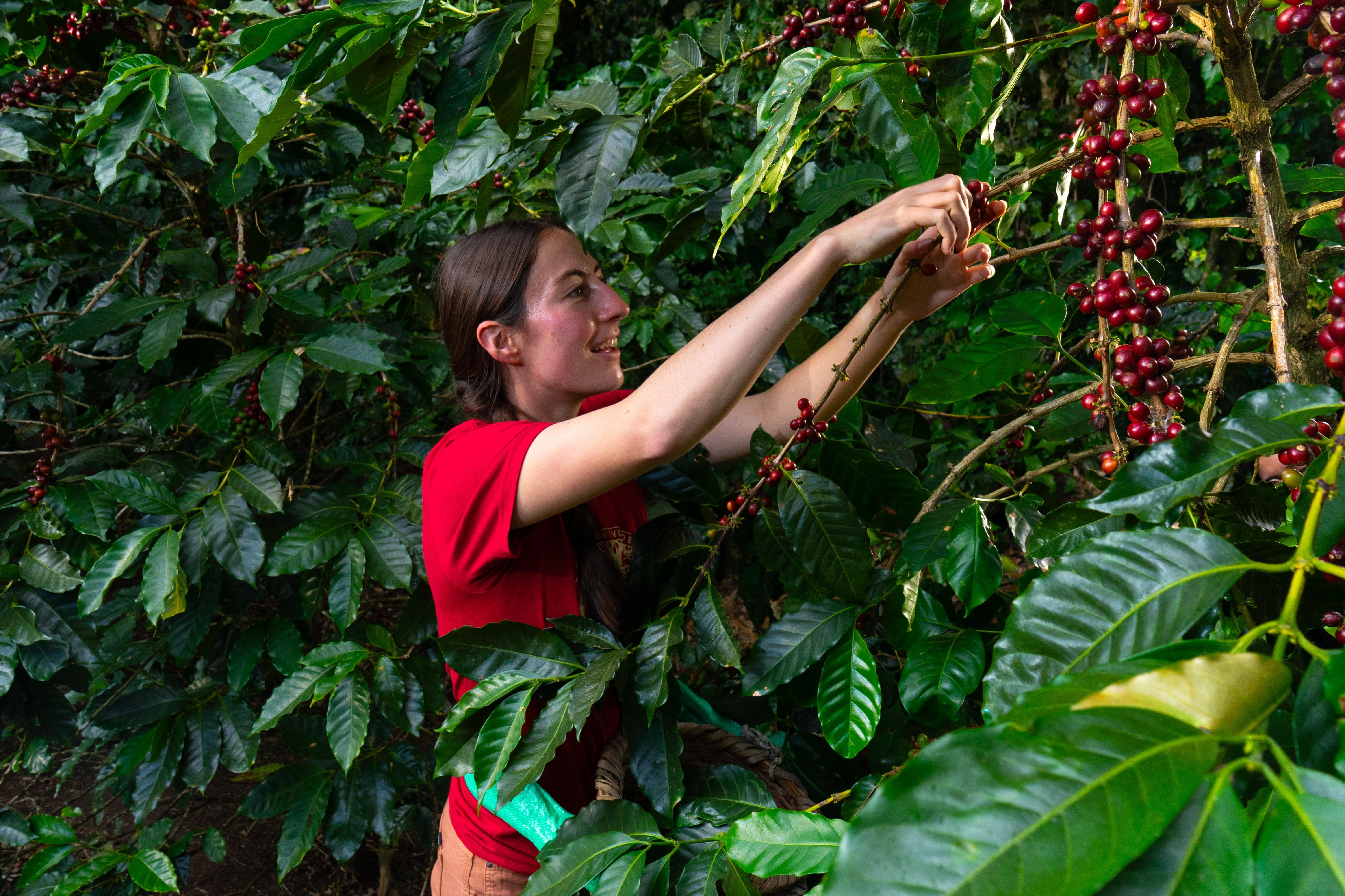 Monteverde Coffee Farm & Roastery Tour with Tasting