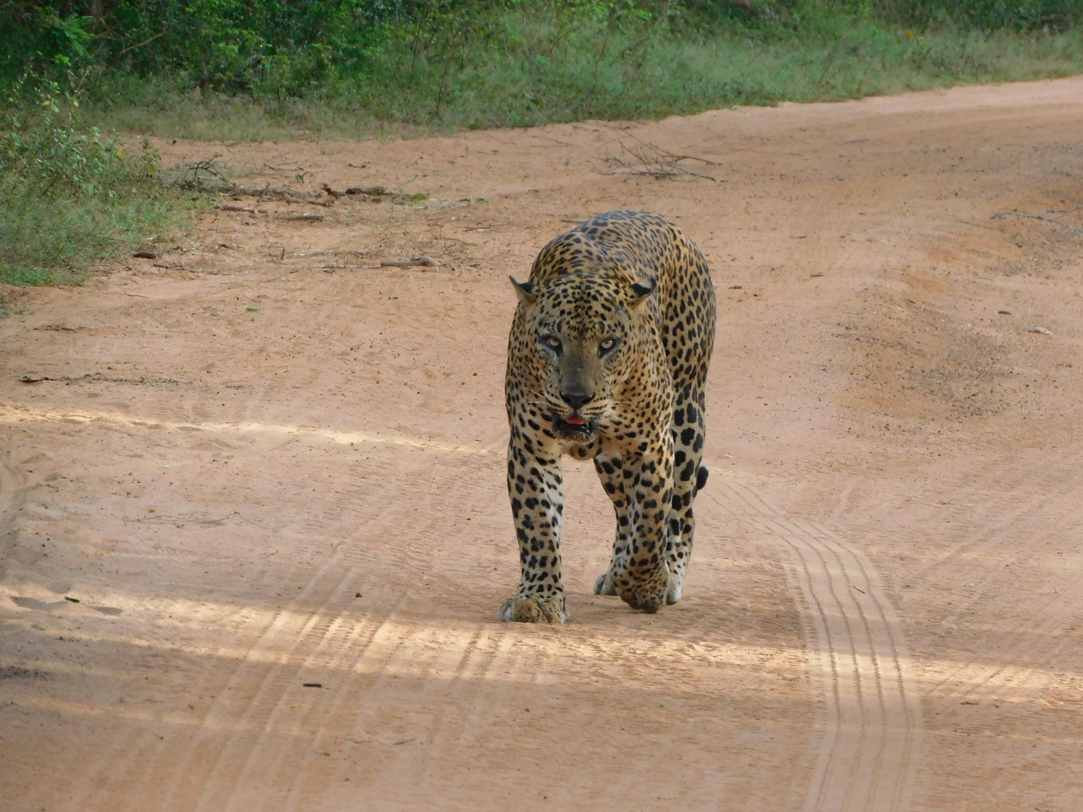 Yala National Park Safari Expedition