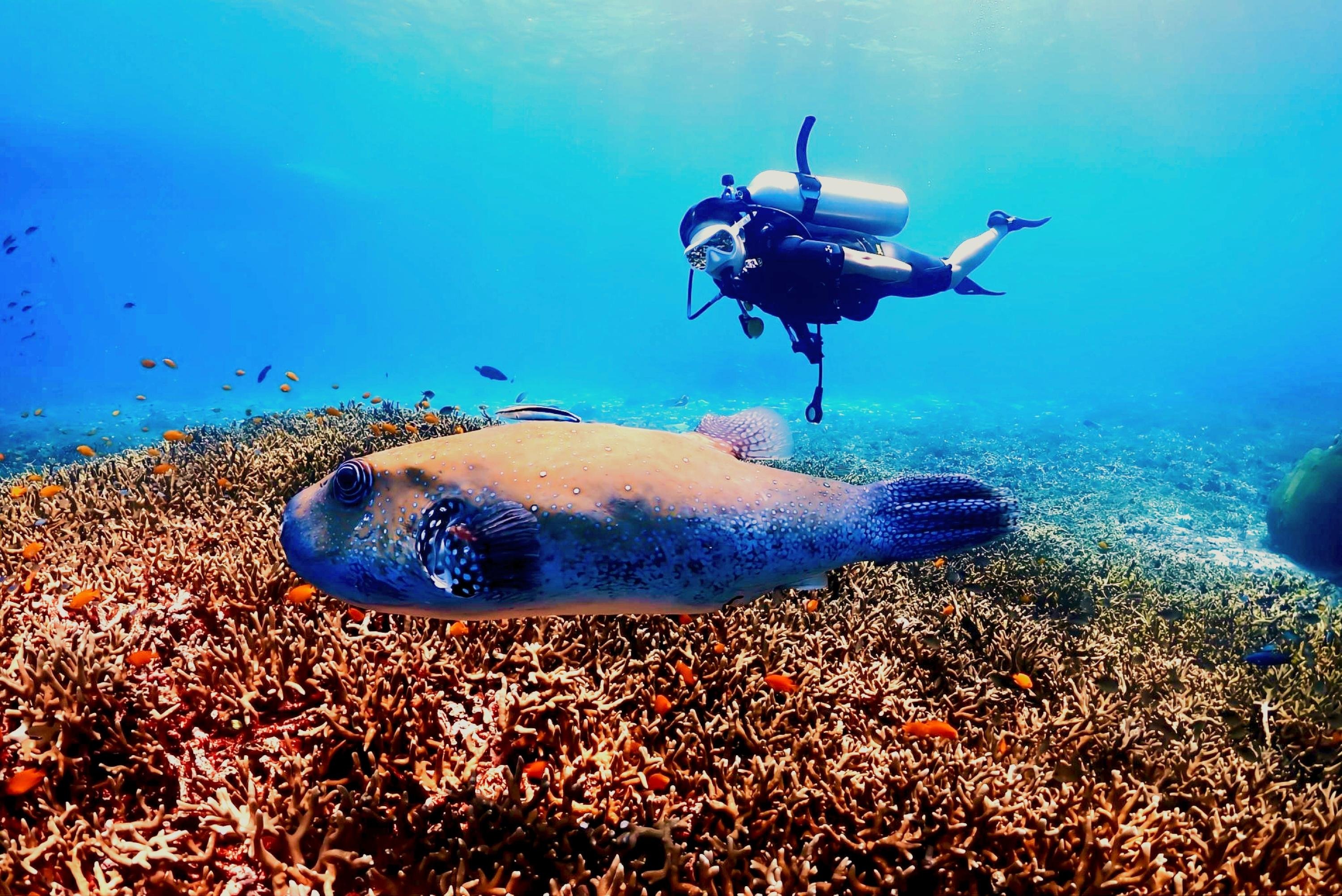 Phuket: Racha & Maiton Islands Scuba Diving for All Levels