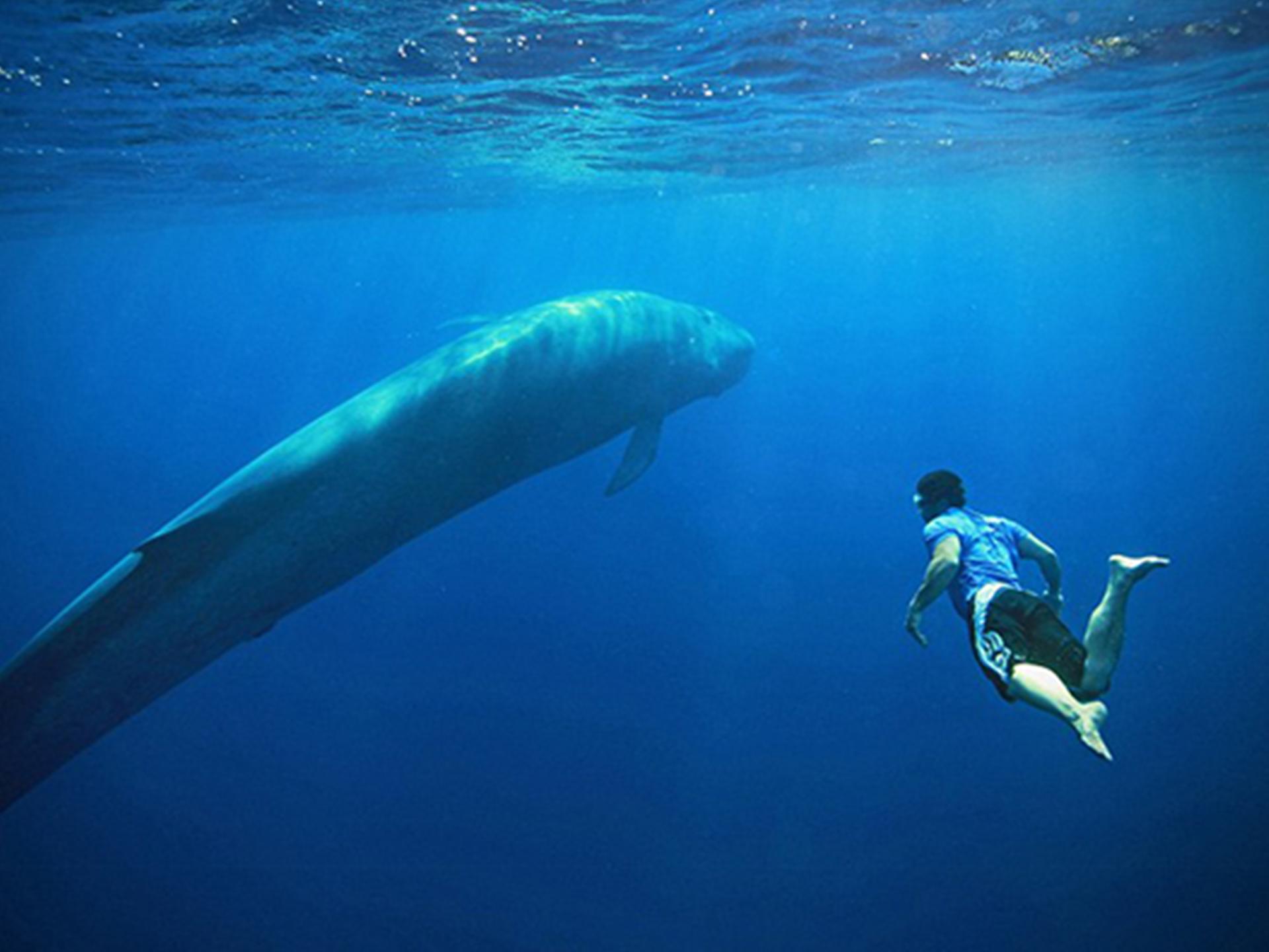 Mirissa Whale Snorkeling Adventure with Breakfast
