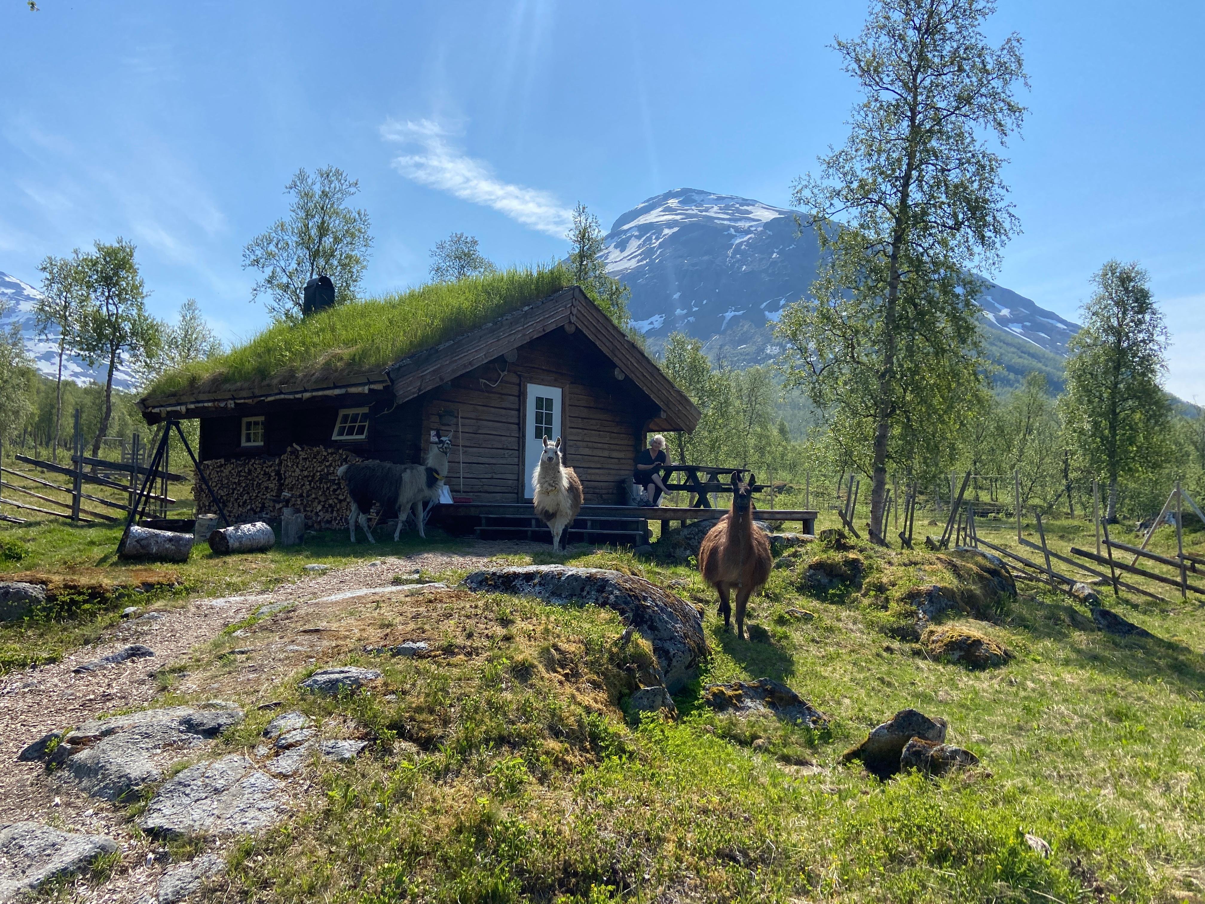Overnight Husky Lodge Experience with Dog Sledding in Bardu