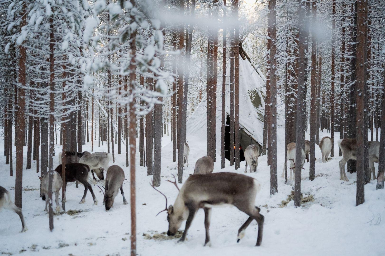 Ivalo Reindeer Encounter & Herding Experience